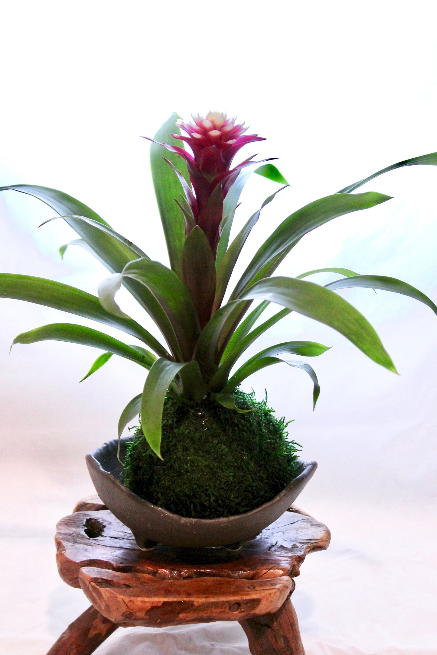 Beautiful white/red colored Bromeliad Kokedama - Moss ball, Japanese indoor garden technique, cleanliness look live house decoration.