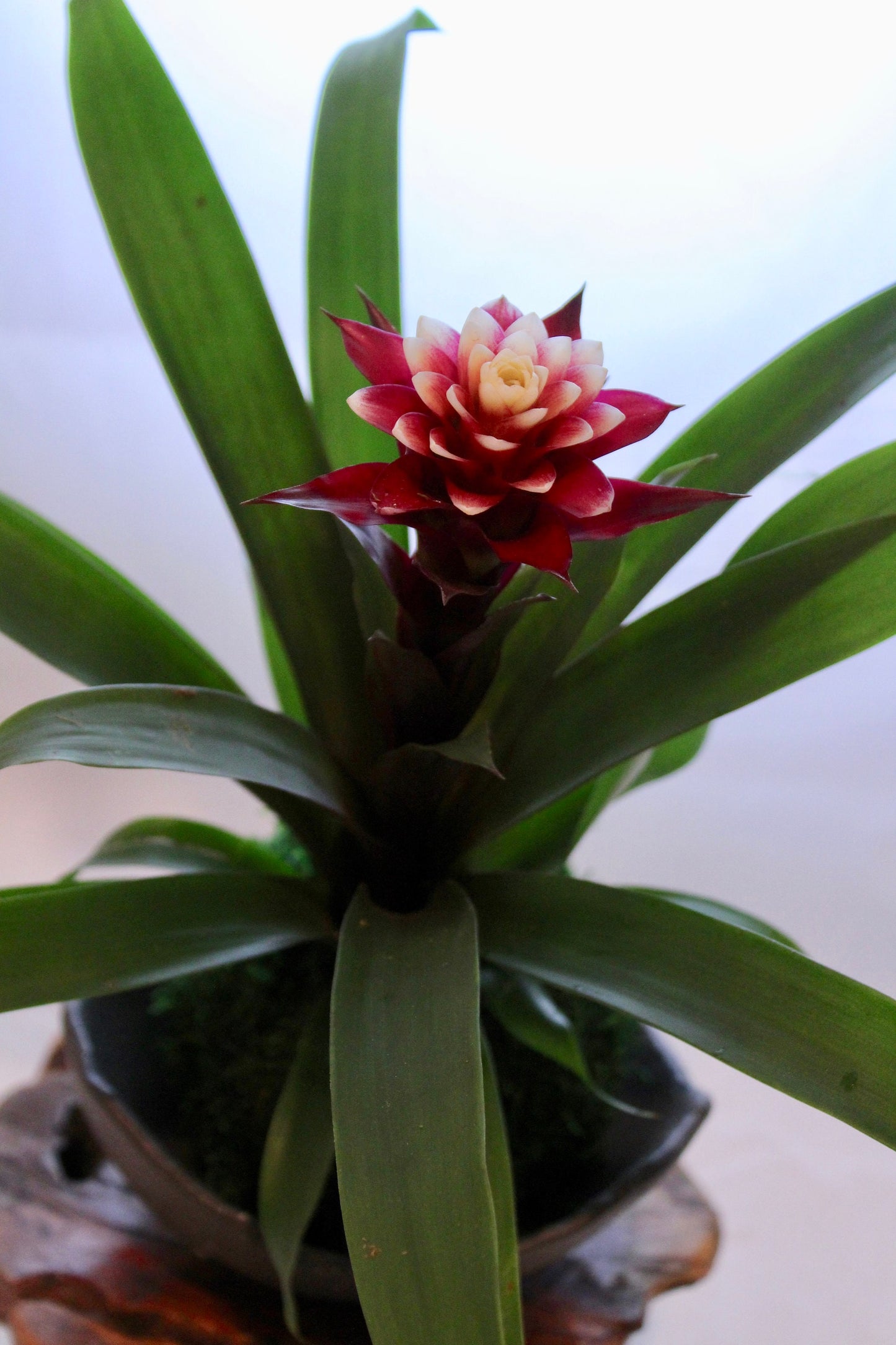 Beautiful white/red colored Bromeliad Kokedama - Moss ball, Japanese indoor garden technique, cleanliness look live house decoration.