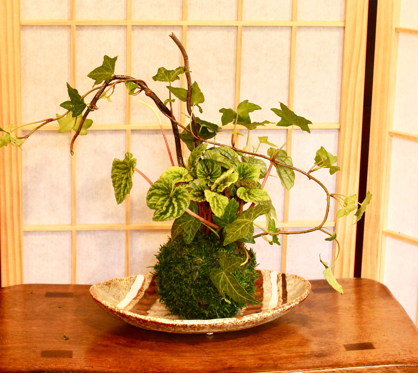 Arranged Kokedama with ripple peperomia and ivy, Japanese traditional indoor moss ball garden