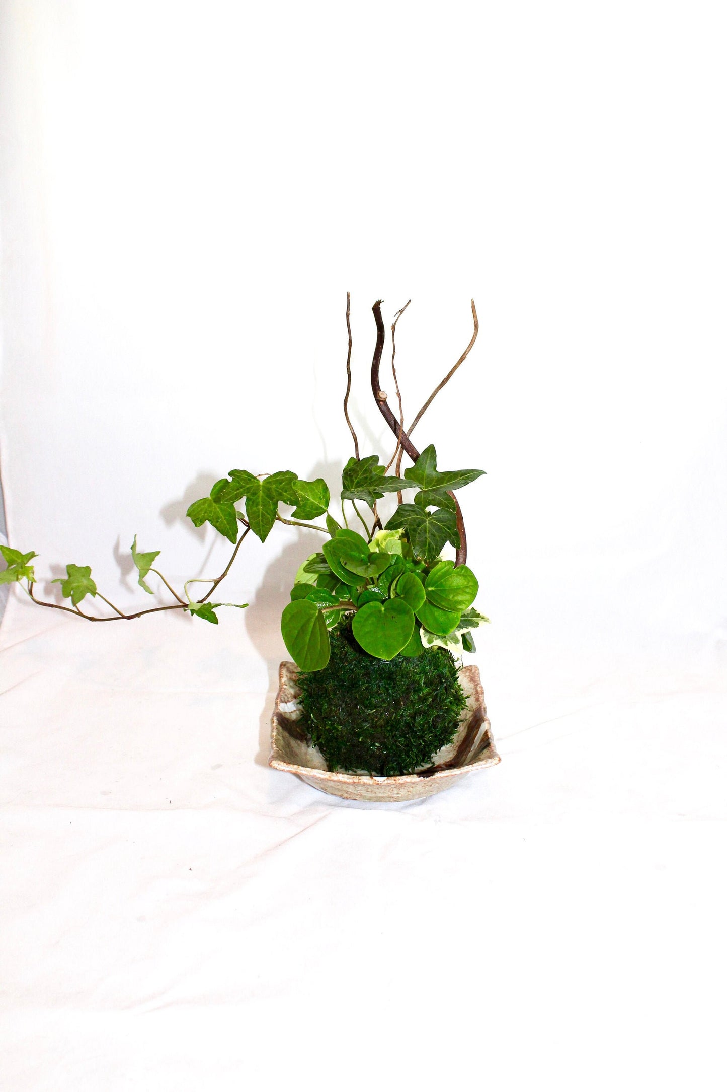 Arranged Kokedama with ripple peperomia and ivy, Japanese traditional indoor moss ball garden