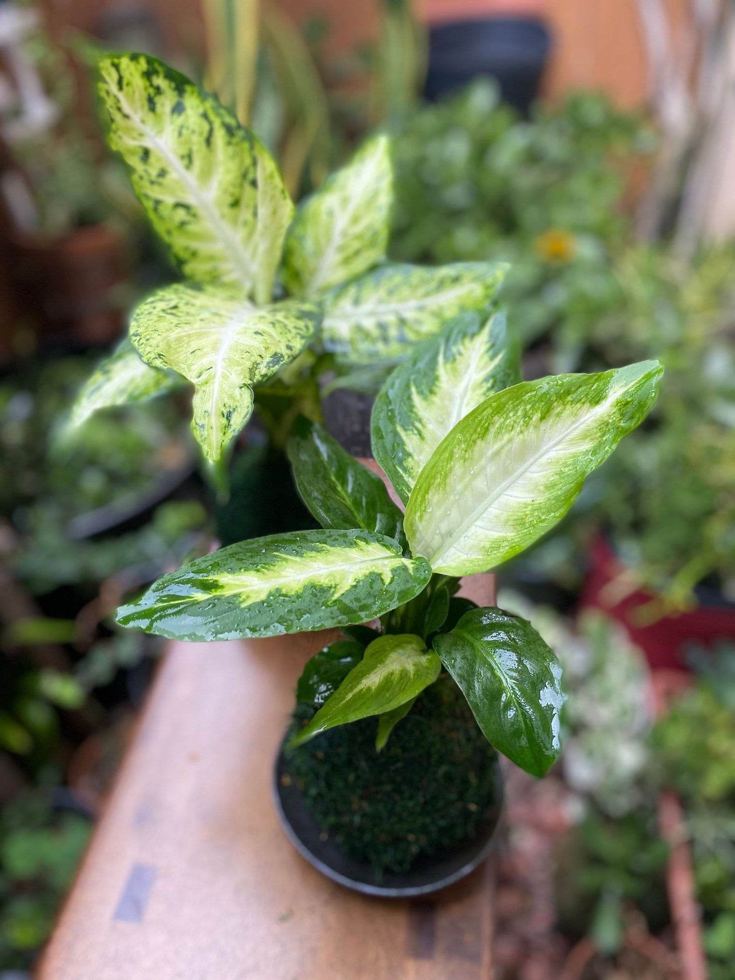 Dieffenbachia Camile plant kokedama, mossball, Japanese traditional indoor garden technique.
