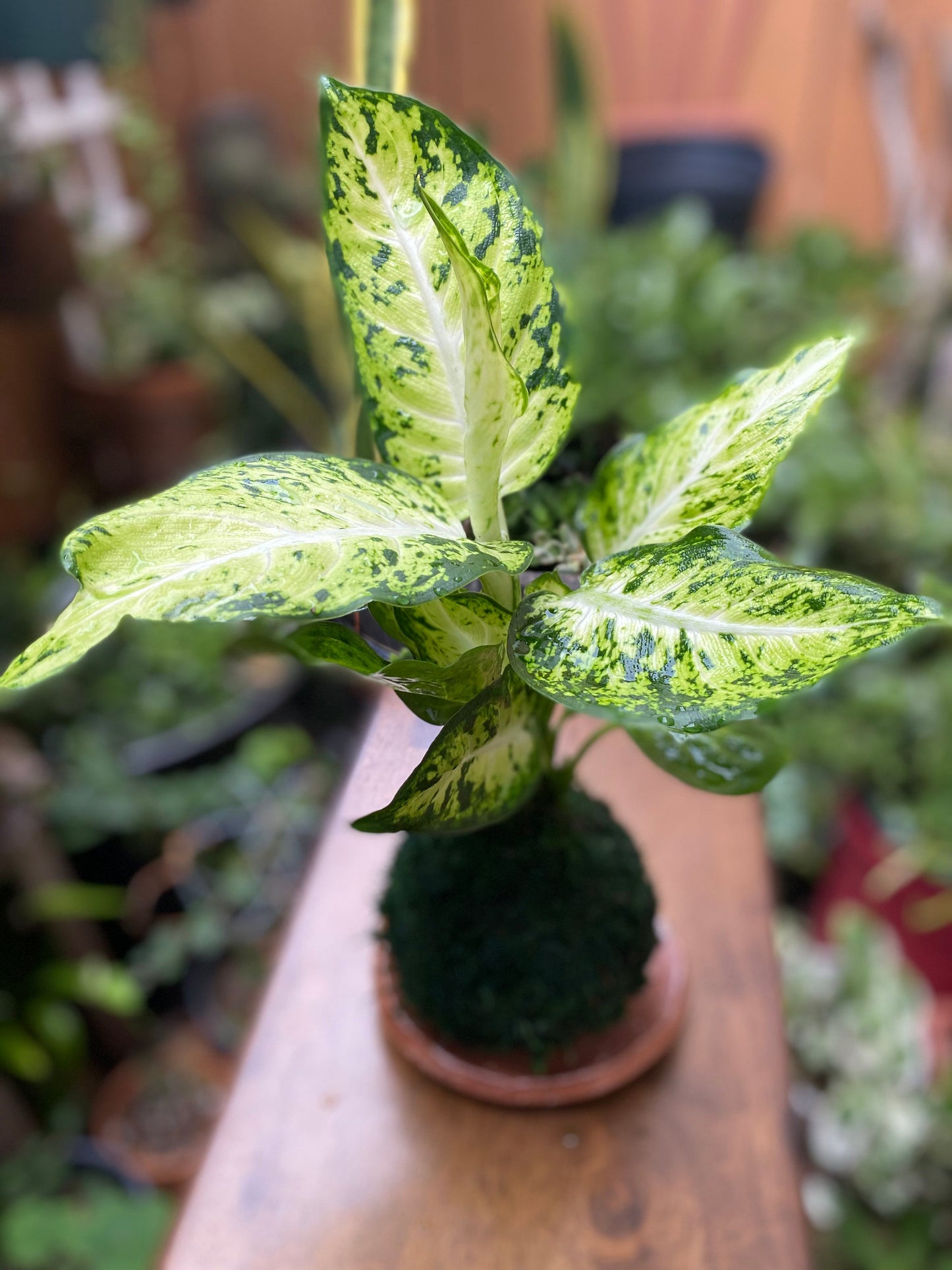 Dieffenbachia Camile plant kokedama, mossball, Japanese traditional indoor garden technique.