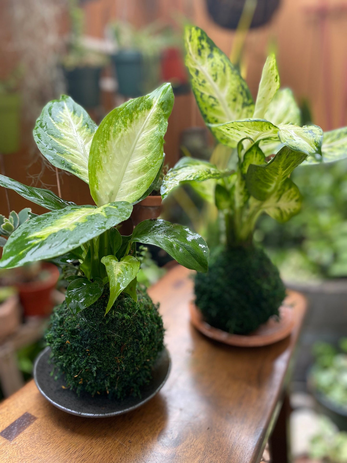 Dieffenbachia Camile plant kokedama, mossball, Japanese traditional indoor garden technique.