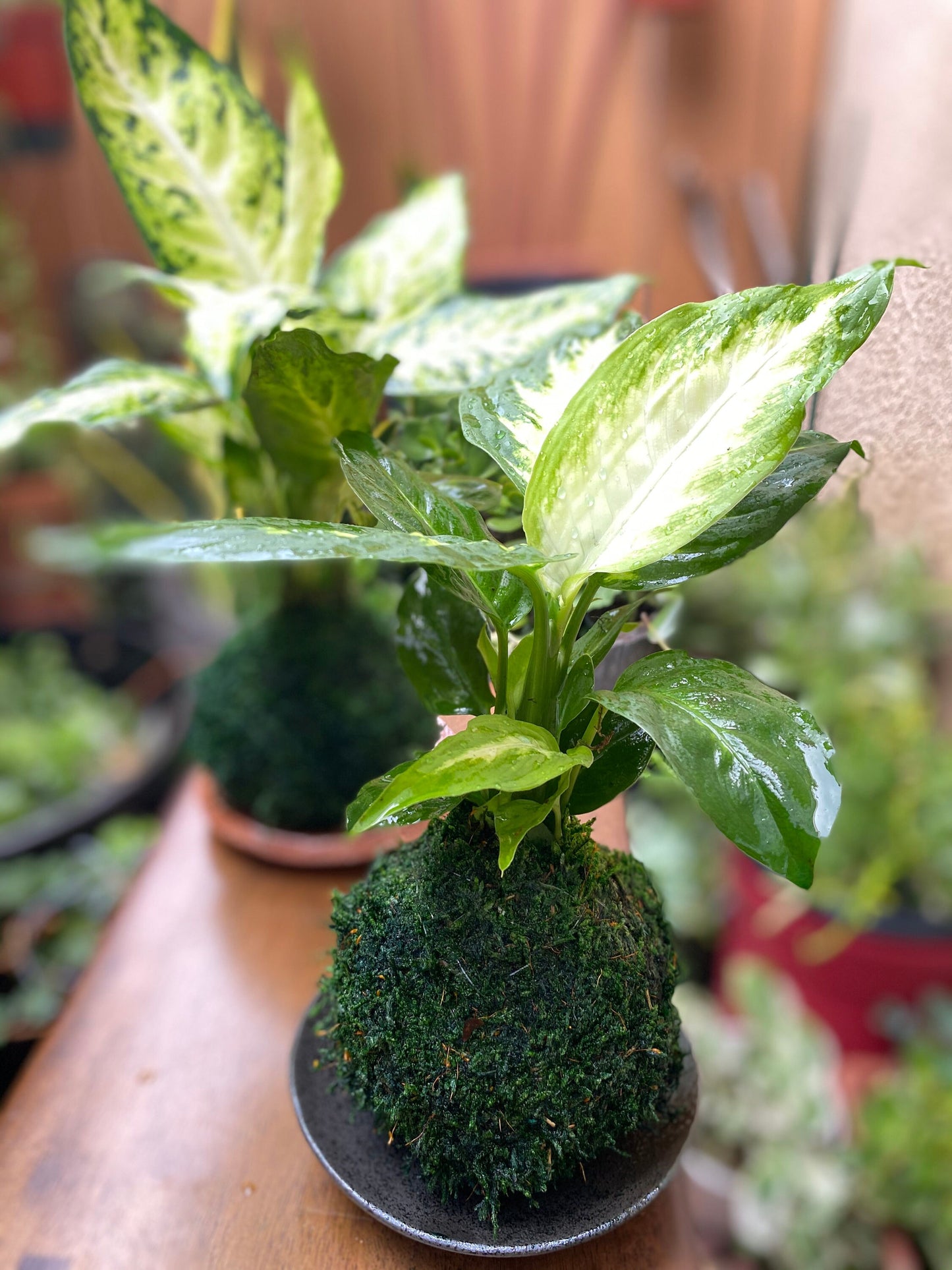 Dieffenbachia Camile plant kokedama, mossball, Japanese traditional indoor garden technique.