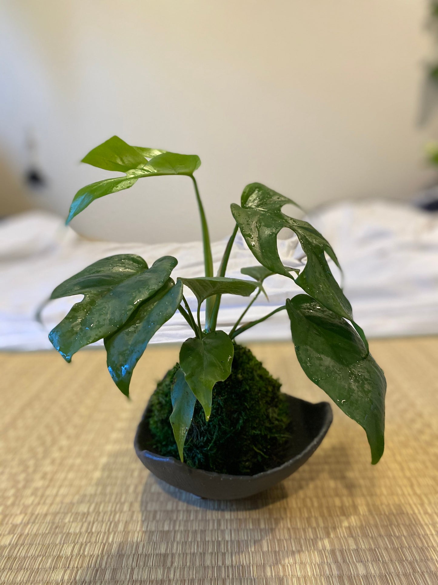 Monstera, Swiss Cheese Plant Kokedama - Unique leaf design matches with any interior. Great house plant!