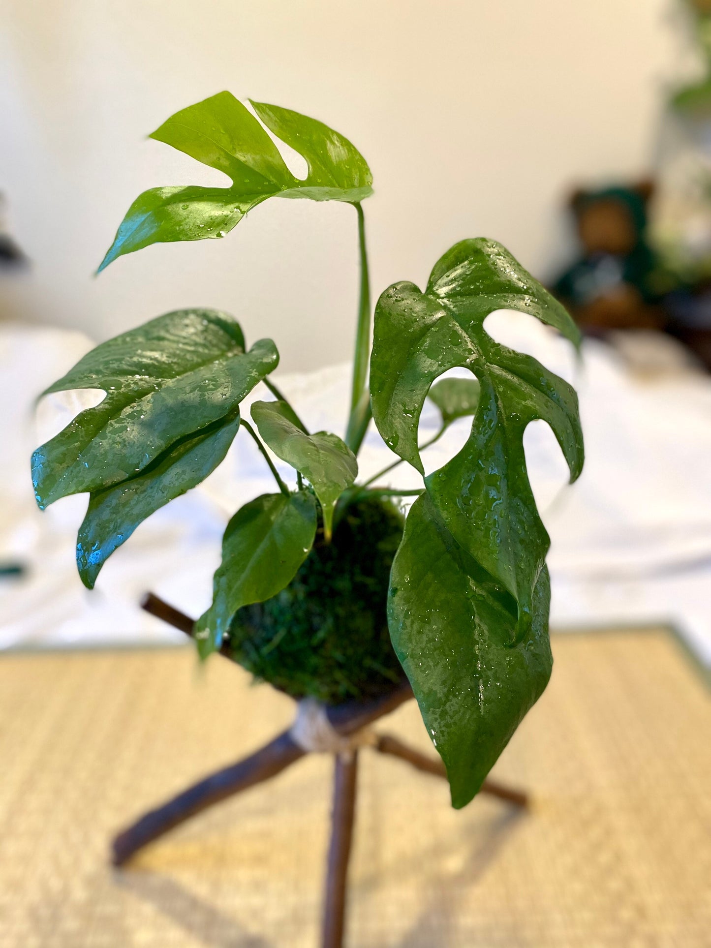 Monstera, Swiss Cheese Plant Kokedama - Unique leaf design matches with any interior. Great house plant!