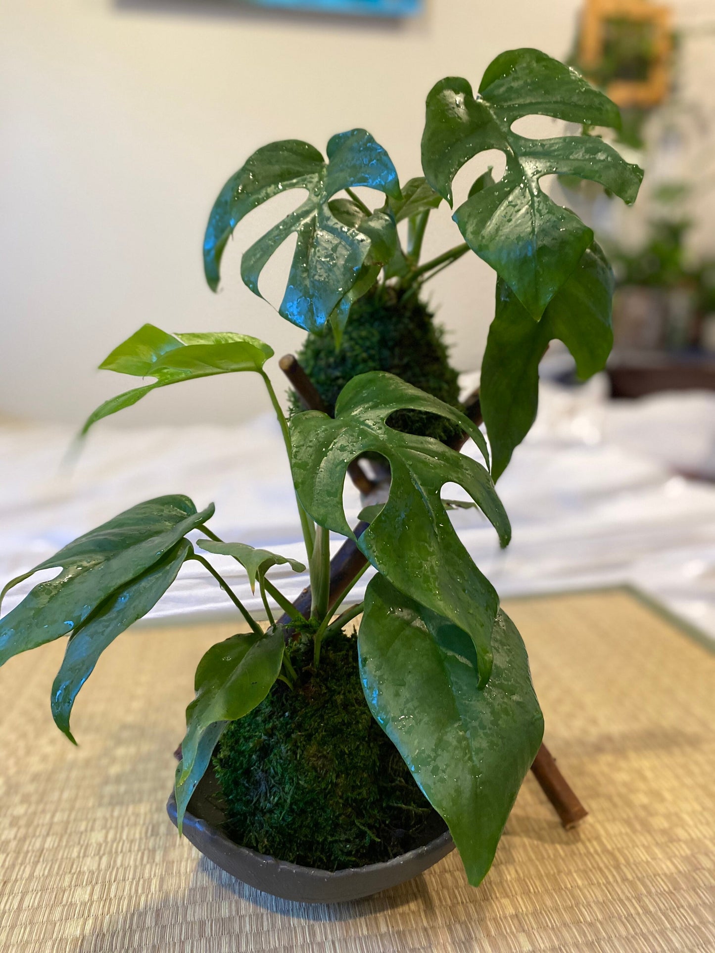 Monstera, Swiss Cheese Plant Kokedama - Unique leaf design matches with any interior. Great house plant!