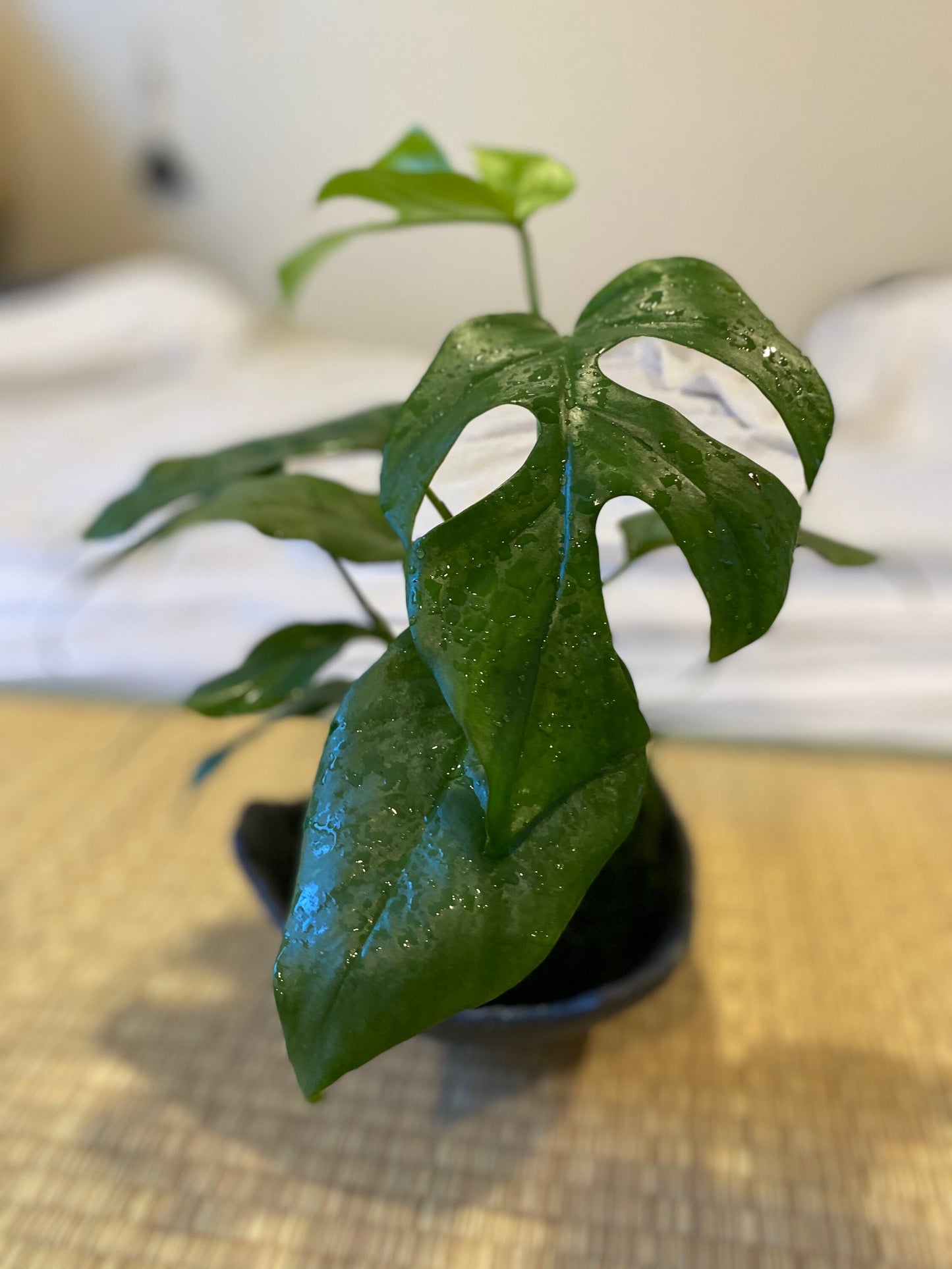 Monstera, Swiss Cheese Plant Kokedama - Unique leaf design matches with any interior. Great house plant!