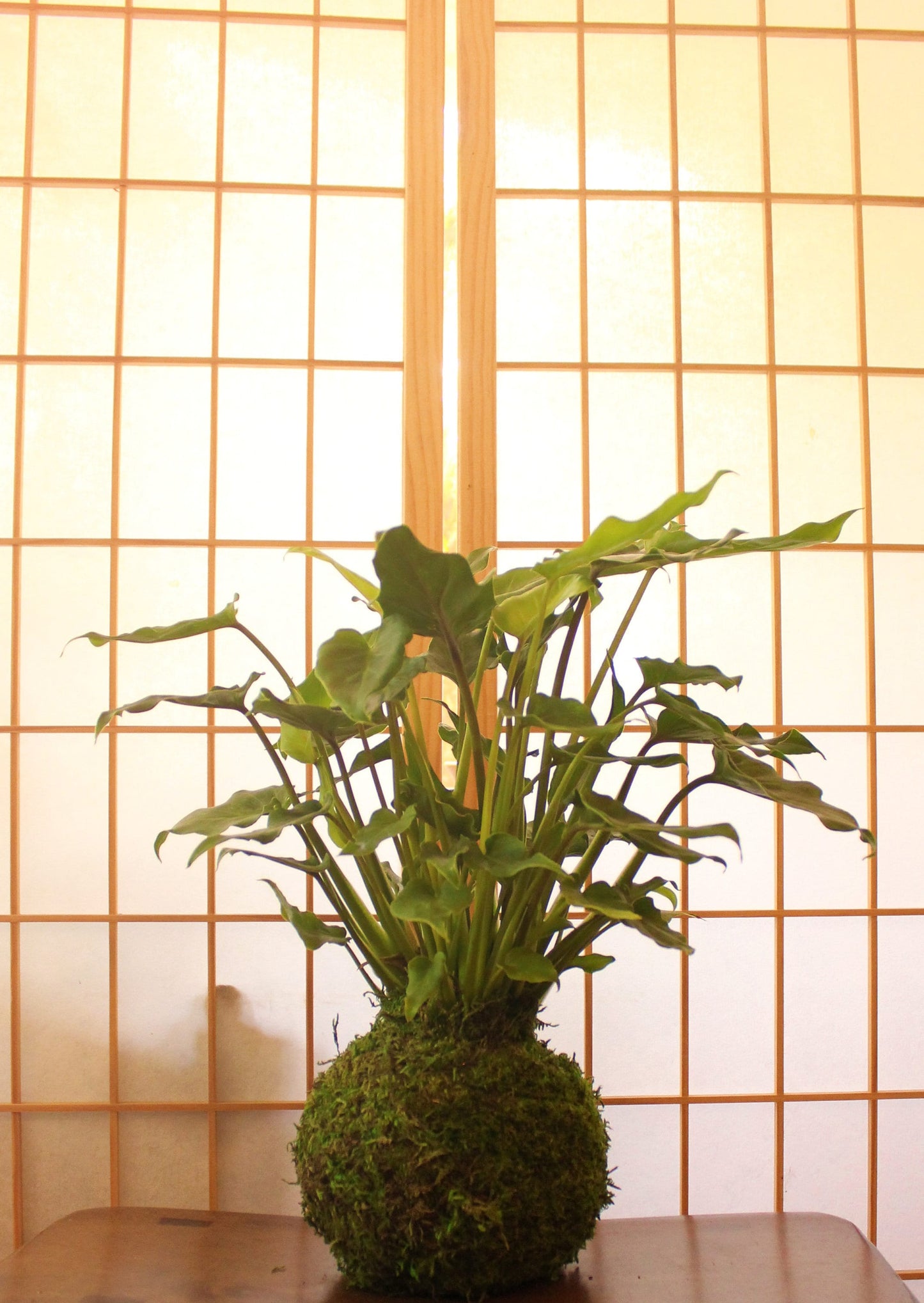 Philodendron Xanadu Kokedama - Moss ball (6 x 6 x 18-20 inch approx)