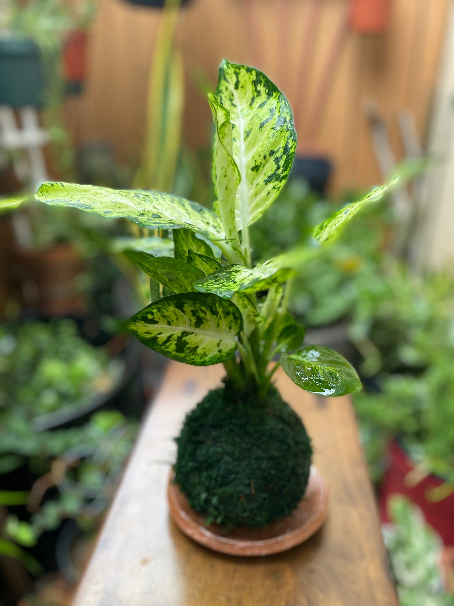 Dieffenbachia Camile plant kokedama, mossball, Japanese traditional indoor garden technique.