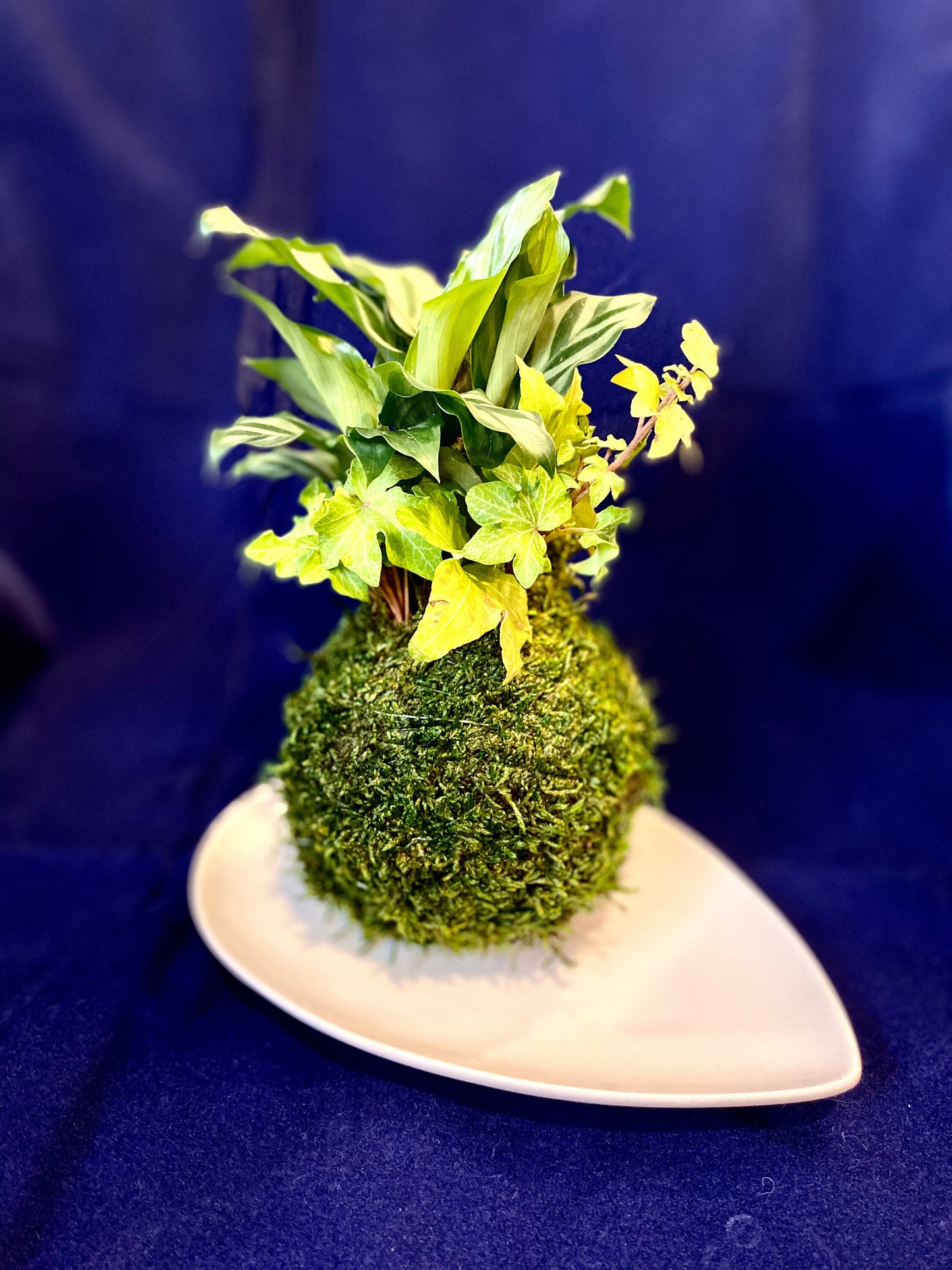 Tear Drop shape ceramic bowl, cute decoration, good for small to medium kokedama 8.25" x 5.5" x 0.8"