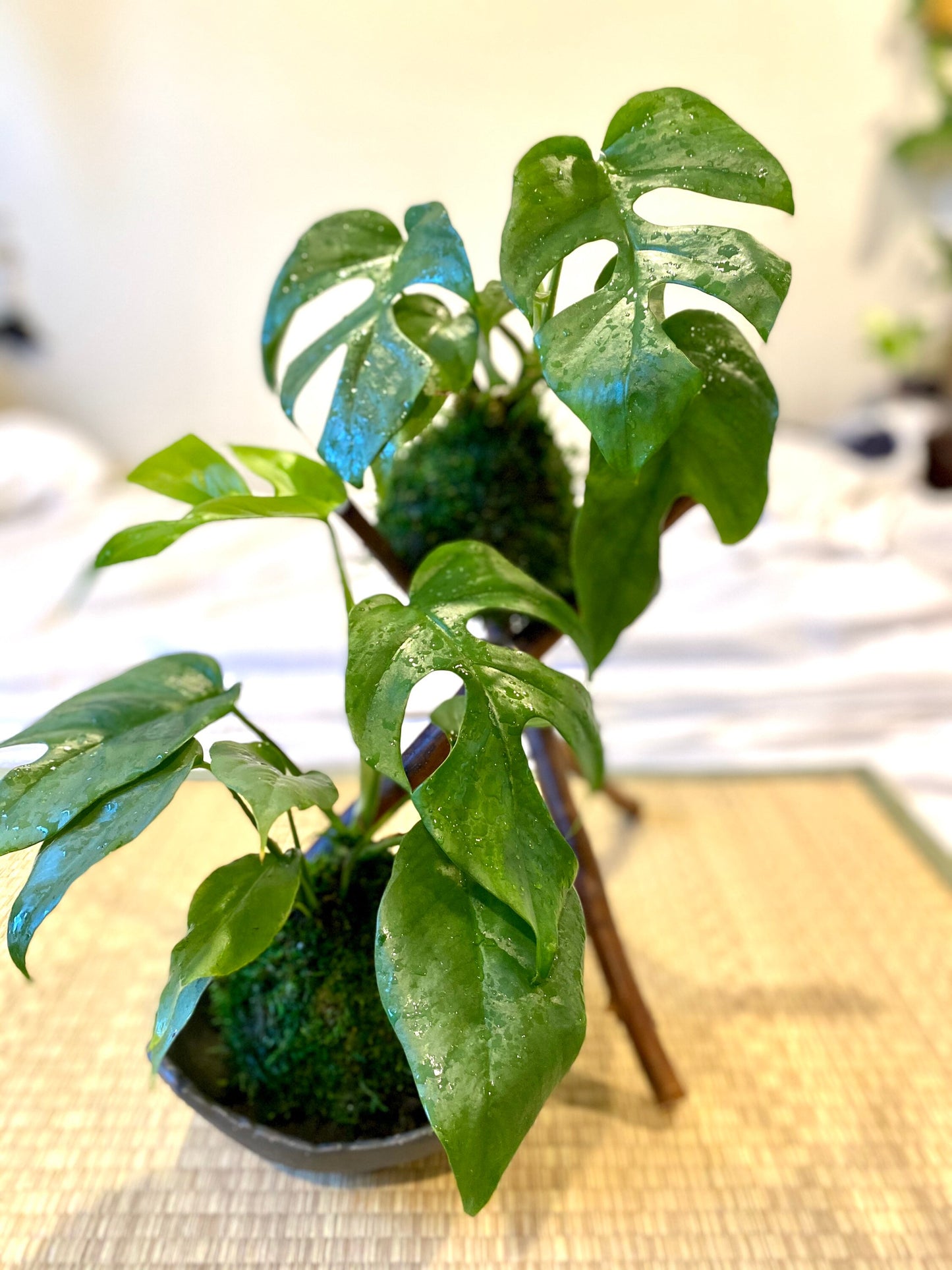 Monstera, Swiss Cheese Plant Kokedama - Unique leaf design matches with any interior. Great house plant!