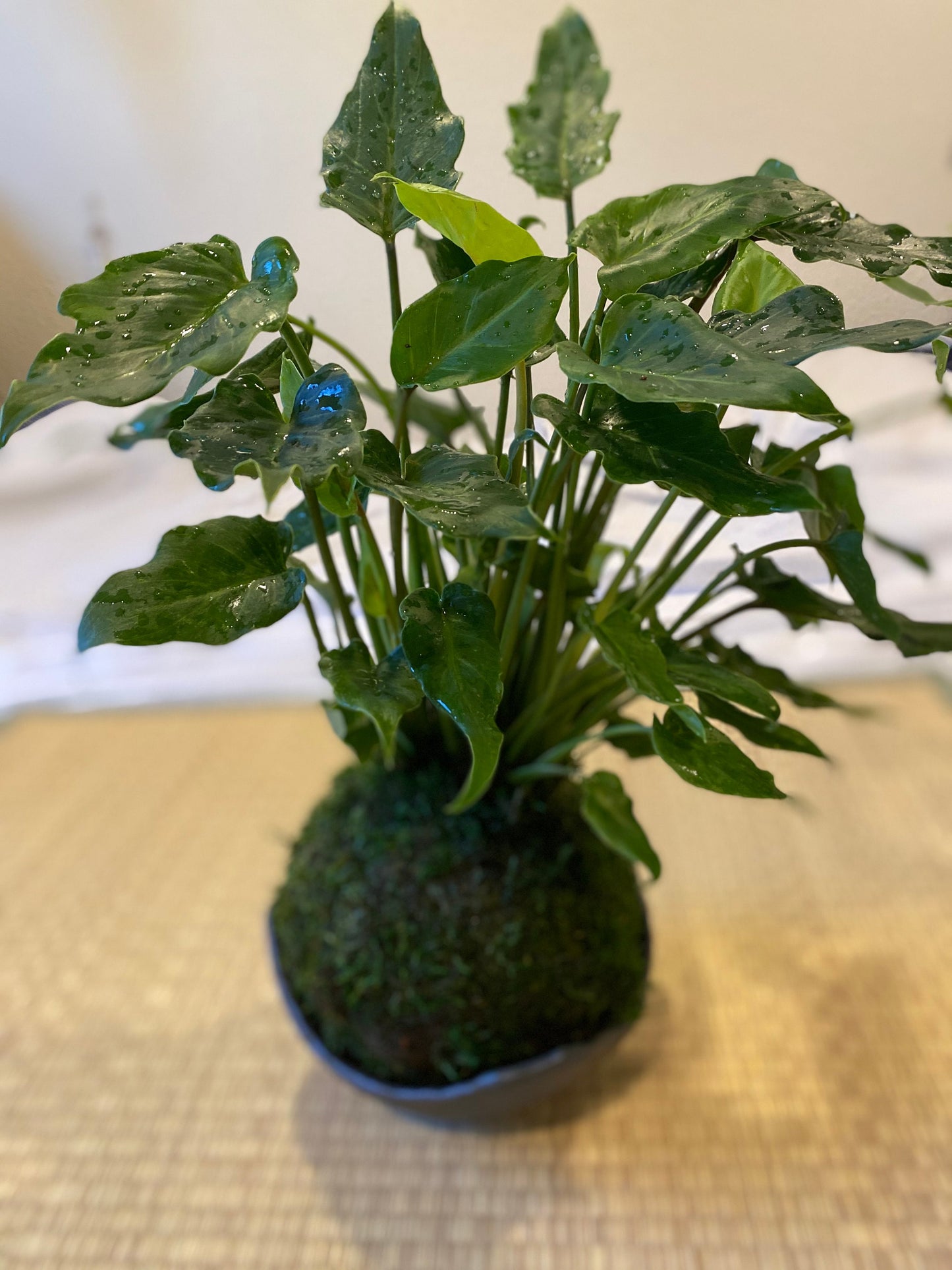 Philodendron Xanadu Kokedama - Moss ball (6 x 6 x 18-20 inch approx)