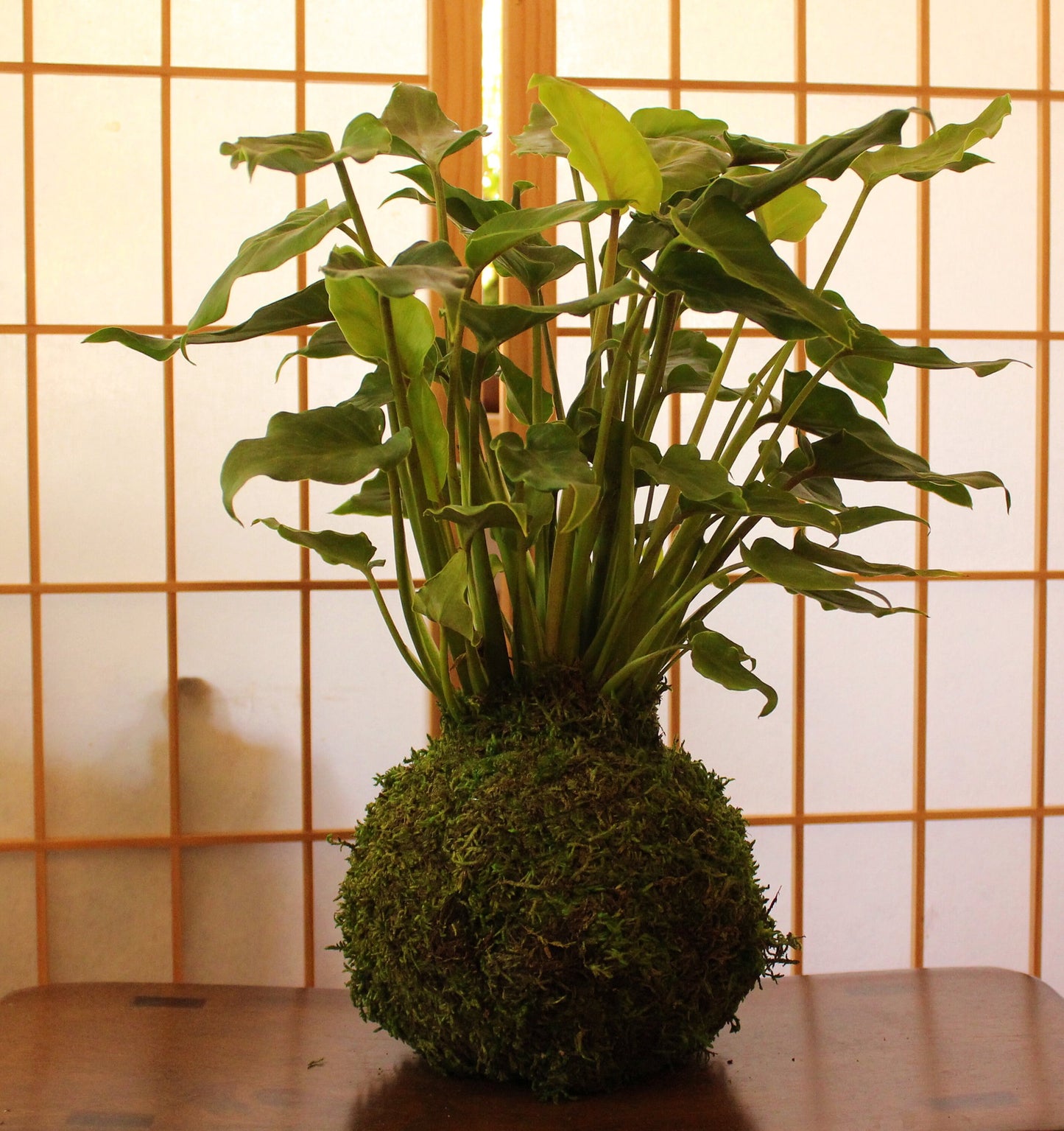 Philodendron Xanadu Kokedama - Moss ball (6 x 6 x 18-20 inch approx)