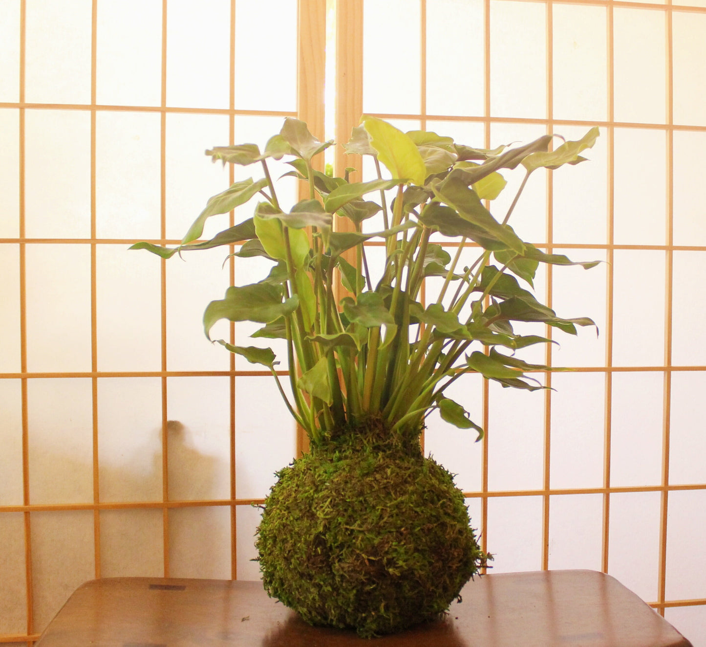 Philodendron Xanadu Kokedama - Moss ball (6 x 6 x 18-20 inch approx)