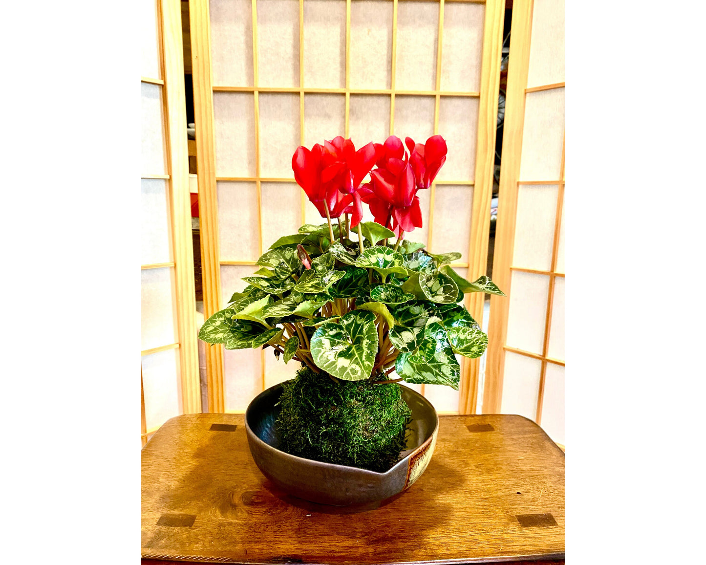 Cyclamen Kokedama - Moss ball with beautiful color flower. Best gift for Mother's Day, Valentine-day or holiday!