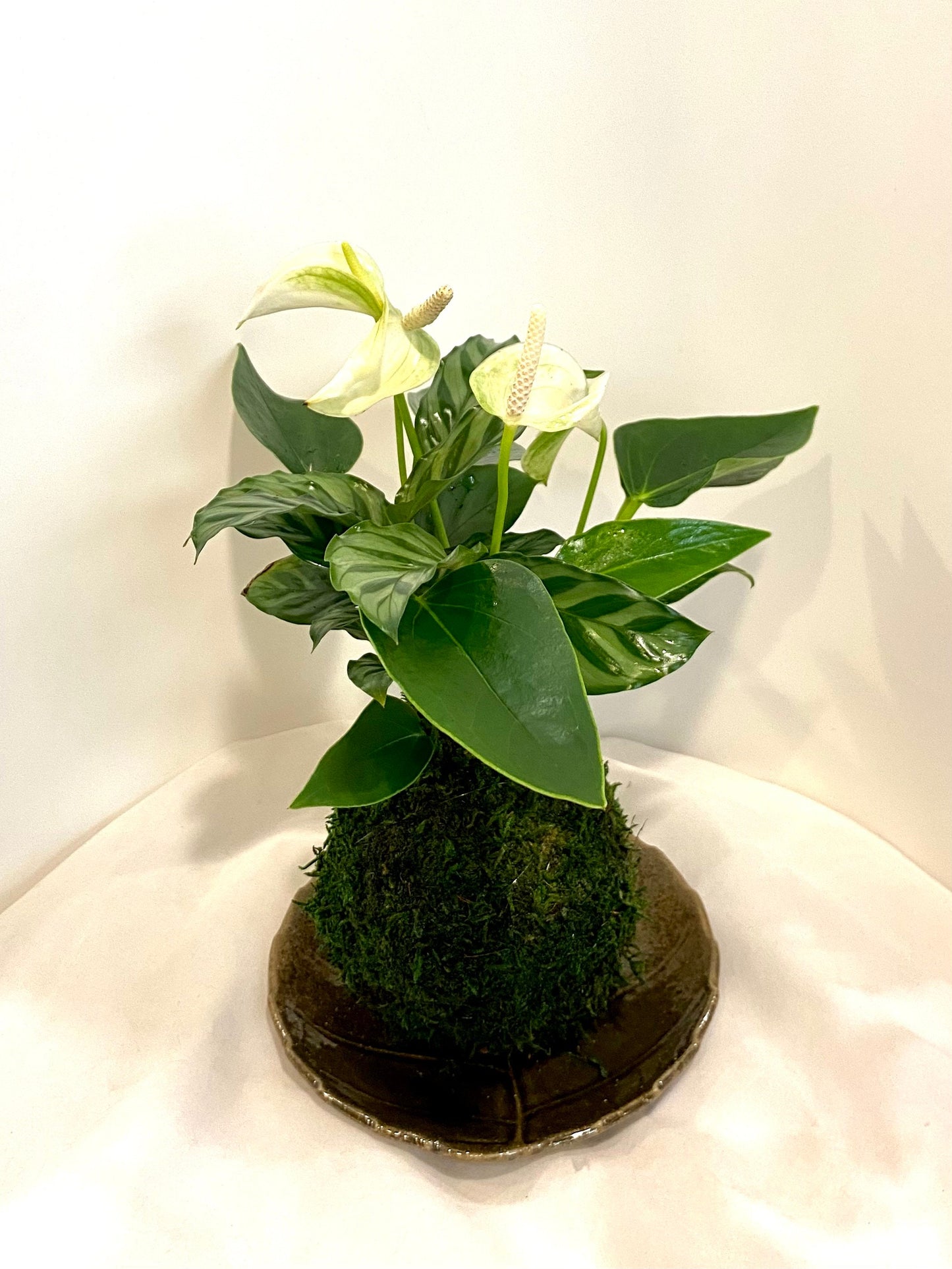 Anthurium and Calathea kokedama -- Bonsai Moss ball - house decor with Japanese technique plants!