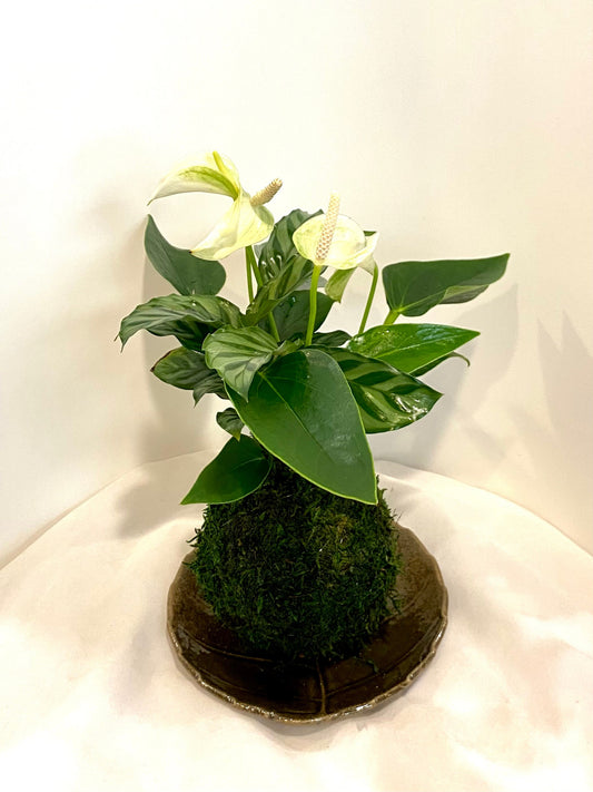 Anthurium and Calathea kokedama -- Bonsai Moss ball -  house decor with Japanese technique plants!