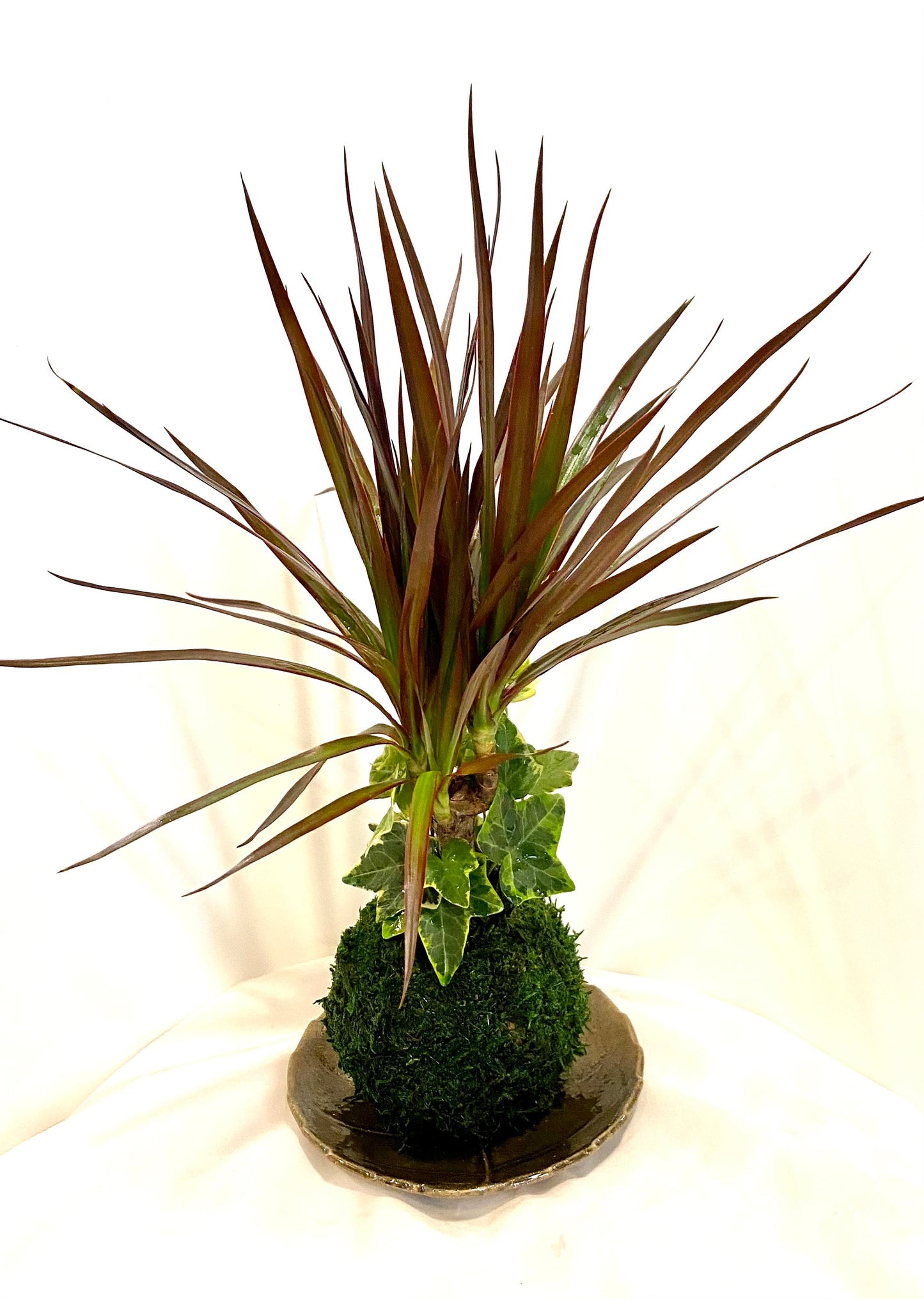 Dracaena Marginata with Ivy Kokedama - Great color combo!