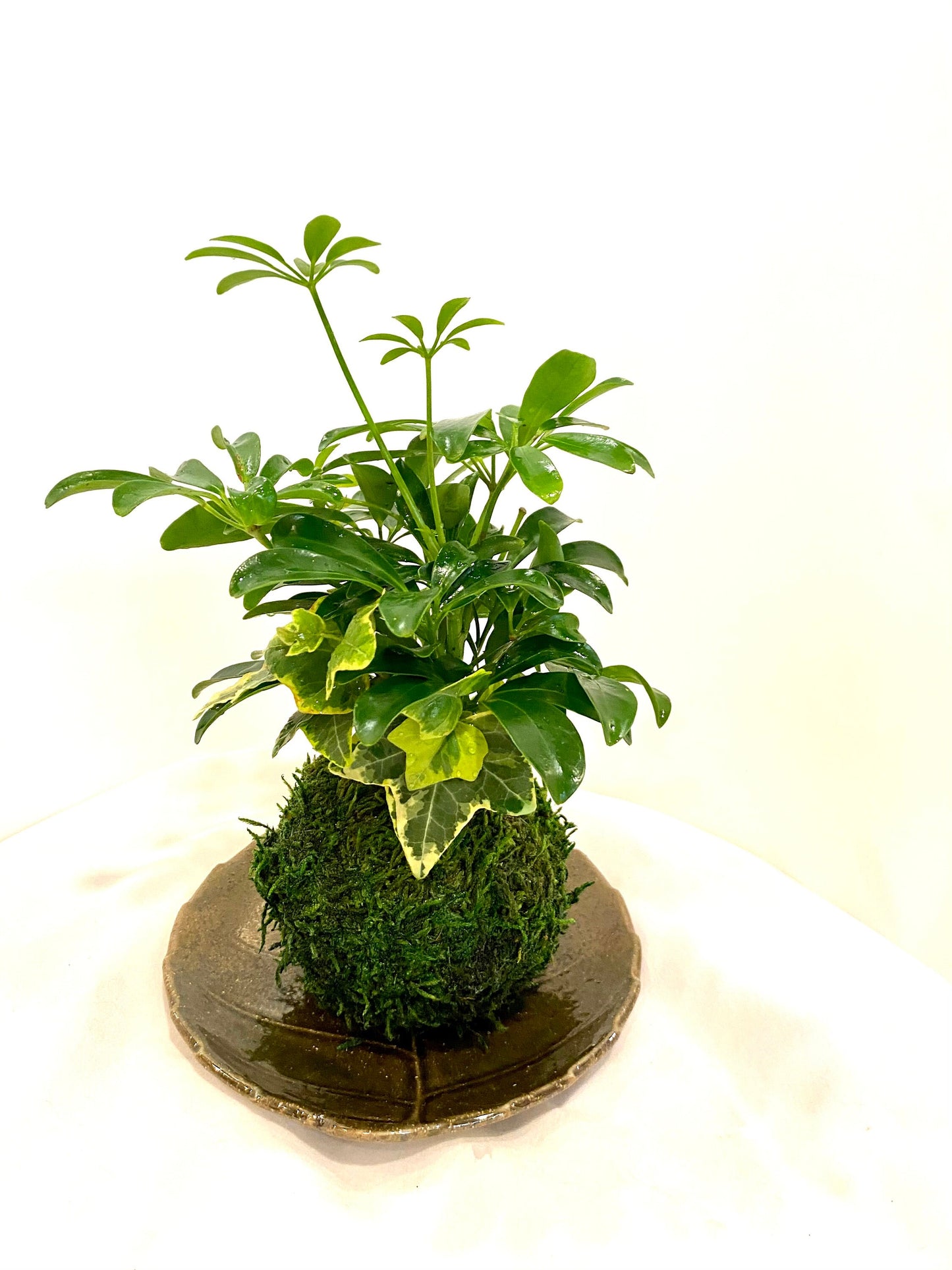 Schefflera and Ivy Kokedama - Moss ball, Japanese Traditional Garden Technique.