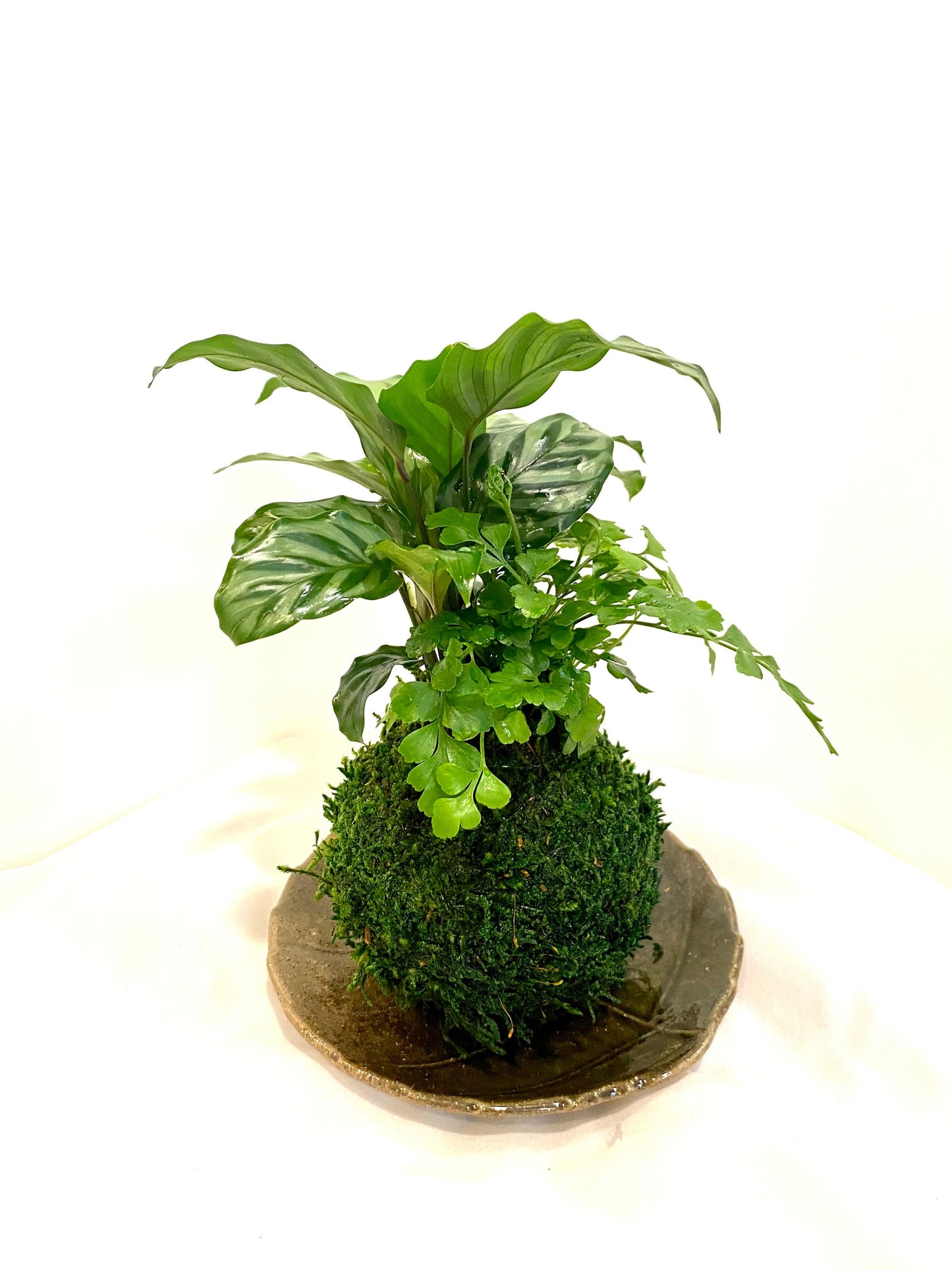 Calathea and Austral Gem Fern Combo Kokedama - Bonsai Moss ball - Japanese house plant decoration