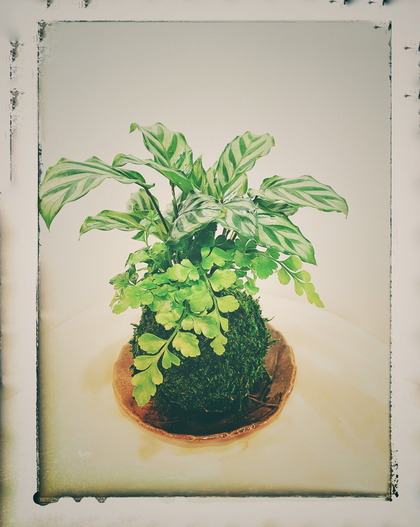 Calathea and Austral Gem Fern Combo Kokedama - Bonsai Moss ball - Japanese house plant decoration