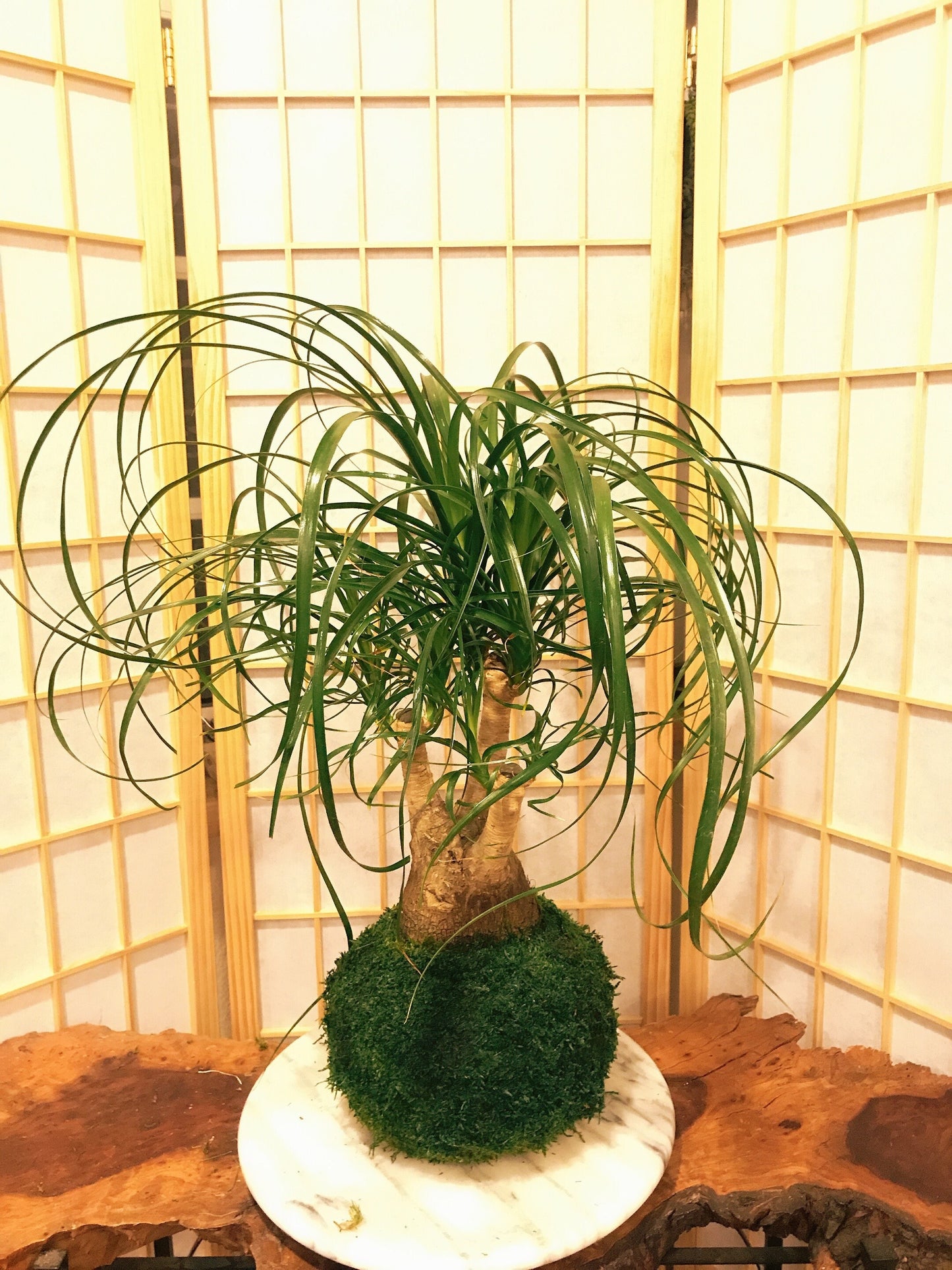 Pony Tail Kokedama - Beaucarnea recurvata, the elephant's foot