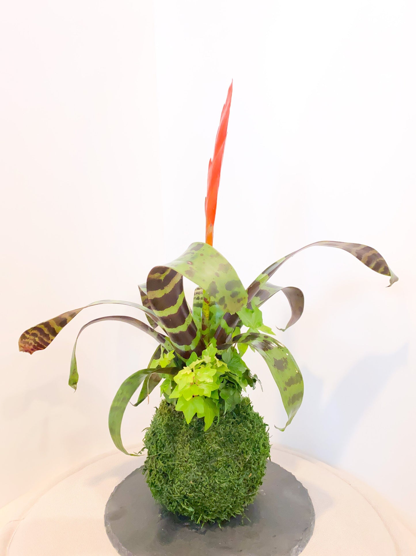 Kokedama - Moss ball with exotic Bromeliad Vriesea with Ivy arrangement.