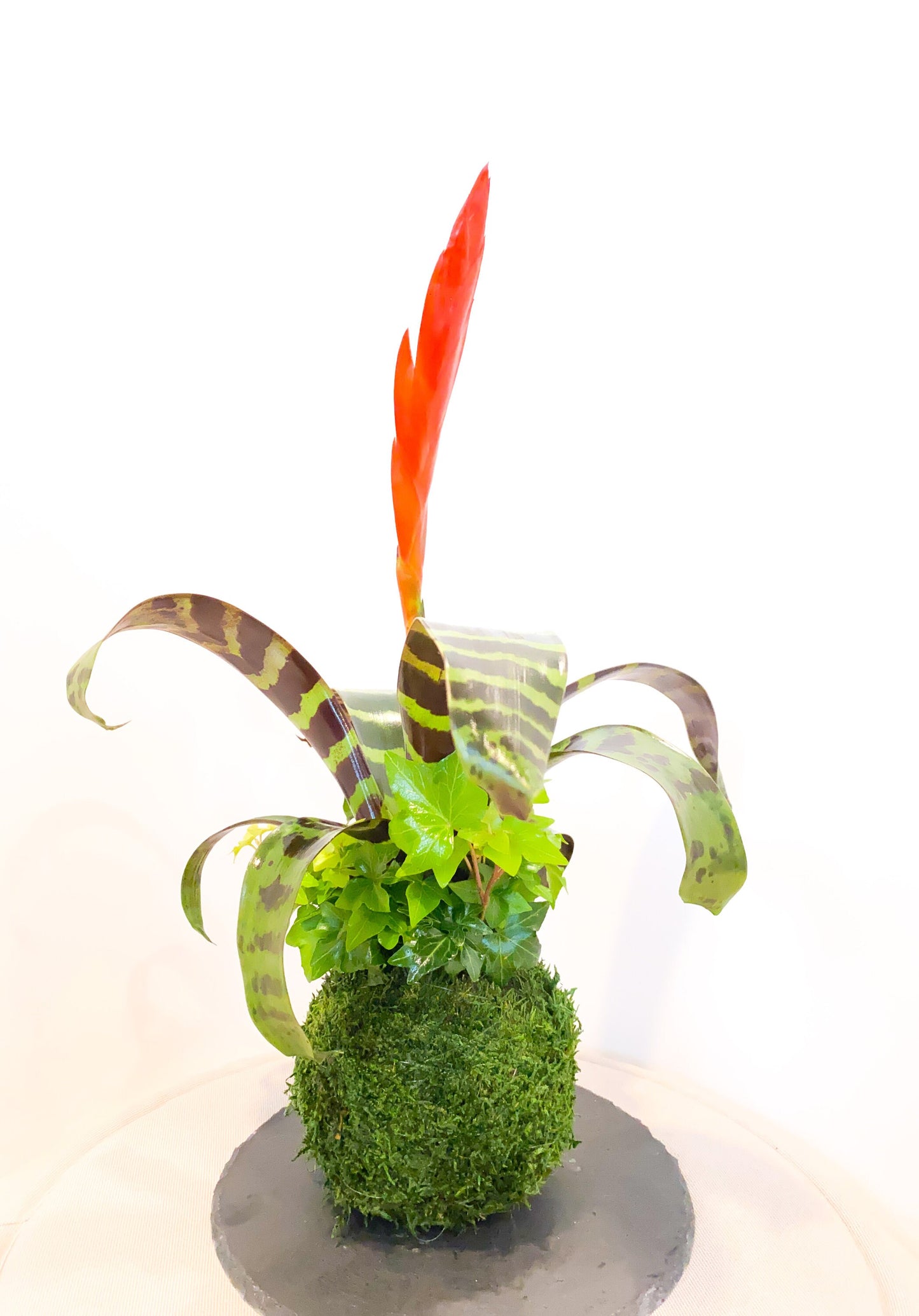 Kokedama - Moss ball with exotic Bromeliad Vriesea with Ivy arrangement.