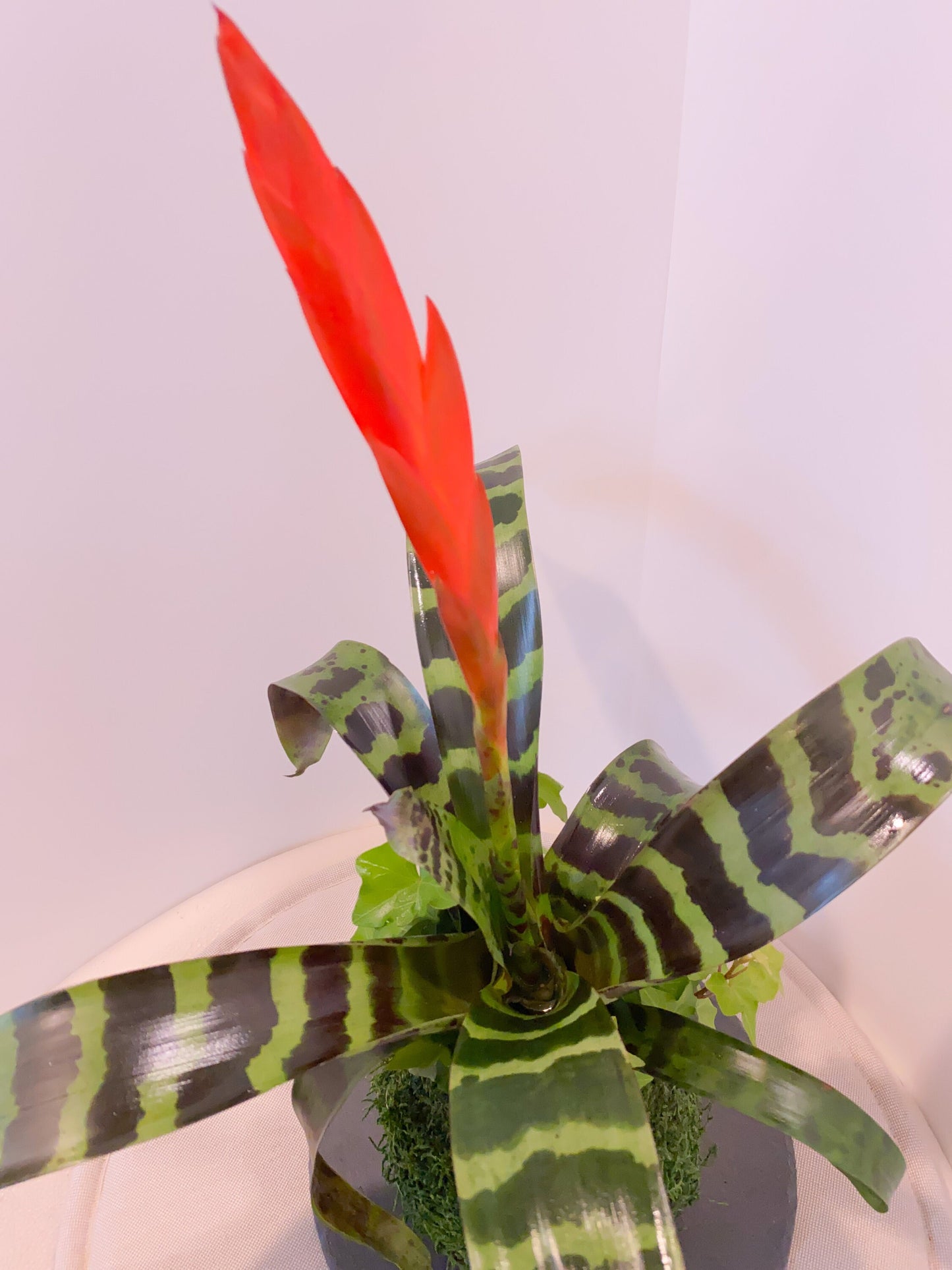 Kokedama - Moss ball with exotic Bromeliad Vriesea with Ivy arrangement.