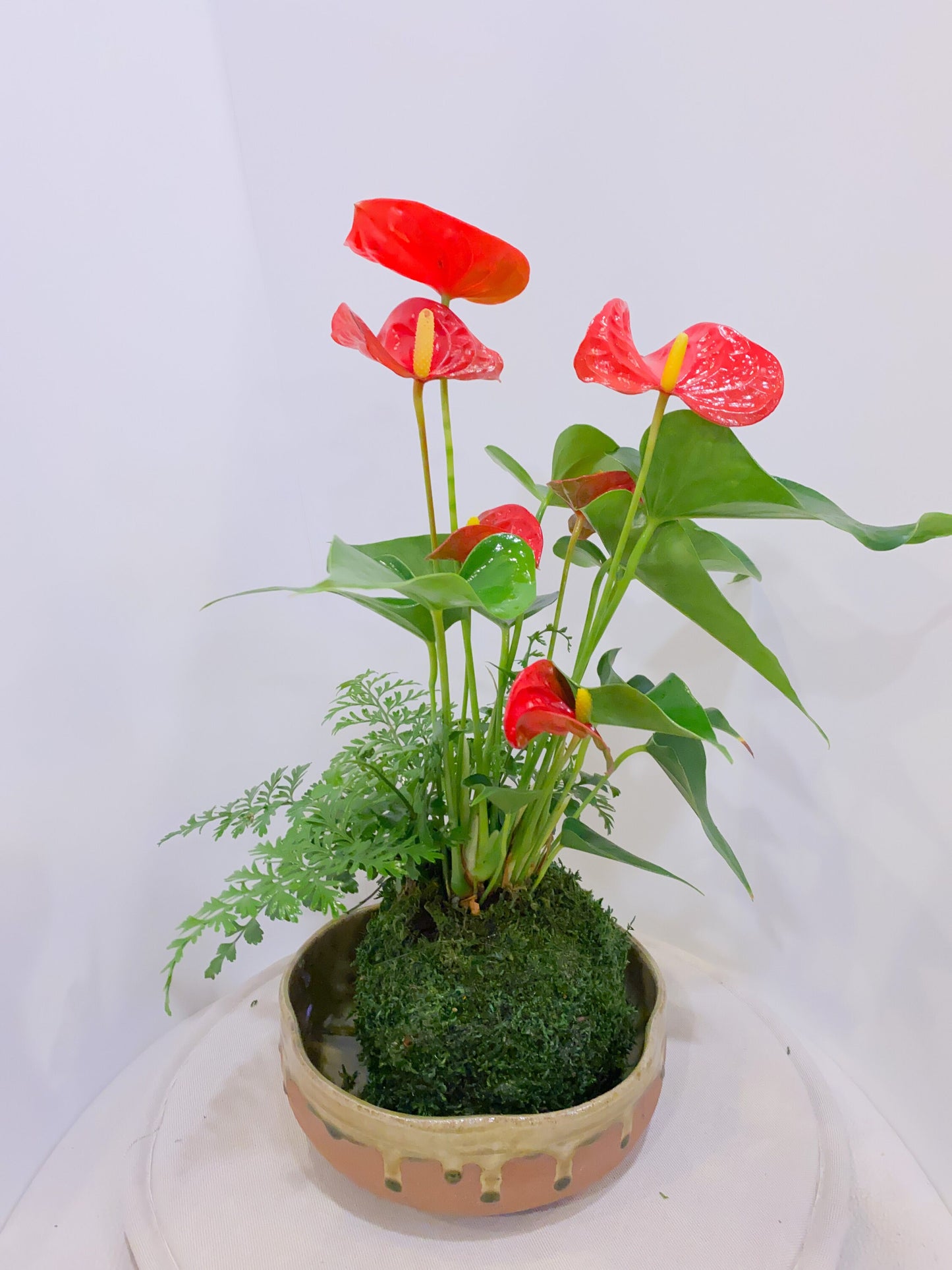 Anthurium and Fern arranged kokedama -- Bonsai Moss ball - house decor with Japanese technique plants!
