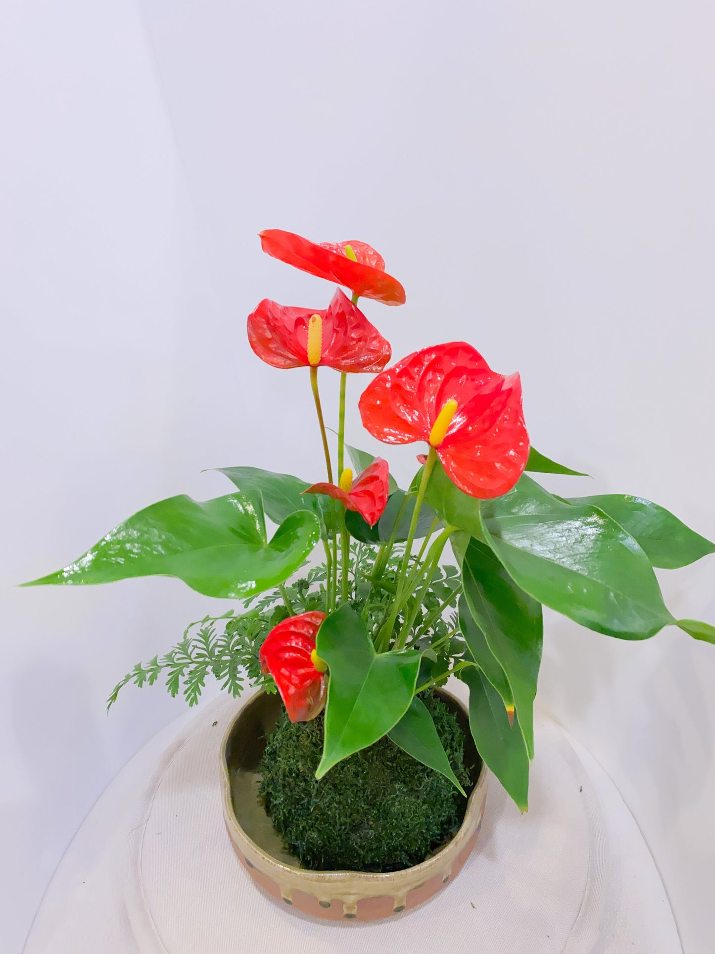Anthurium and Fern arranged kokedama -- Bonsai Moss ball - house decor with Japanese technique plants!