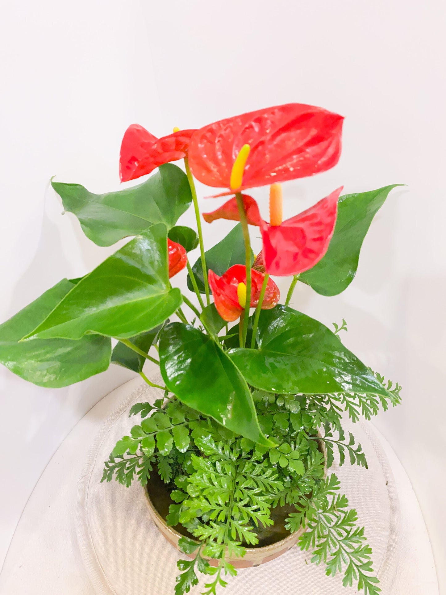 Anthurium and Fern arranged kokedama -- Bonsai Moss ball - house decor with Japanese technique plants!