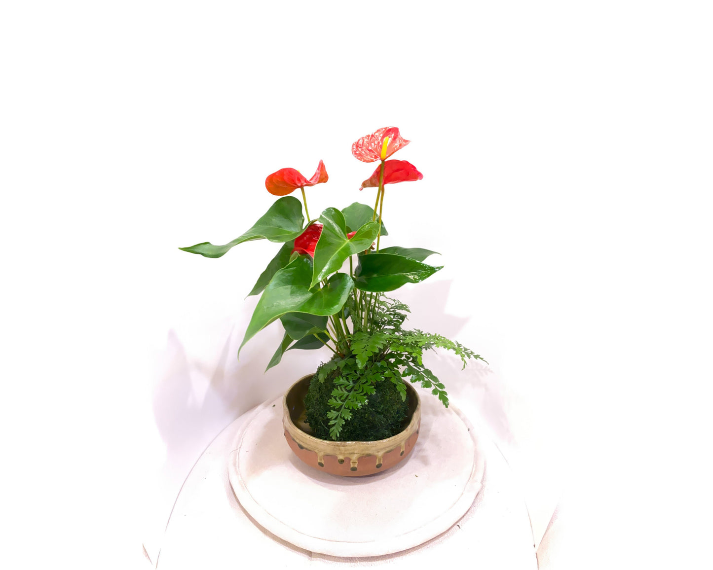 Anthurium and Fern arranged kokedama -- Bonsai Moss ball - house decor with Japanese technique plants!