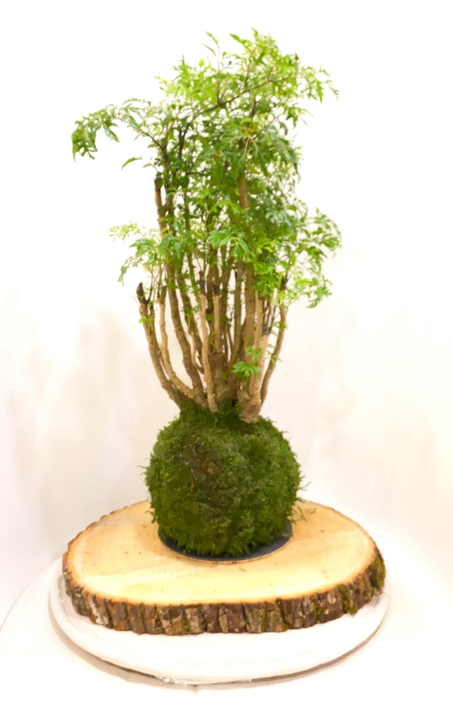 Wood Stump Saucer for Large Kokedama, Sliced Wood Saucer 10~12" diameter or oval