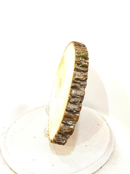 Wood Stump Saucer for Large Kokedama, Sliced Wood Saucer 10~12" diameter or oval