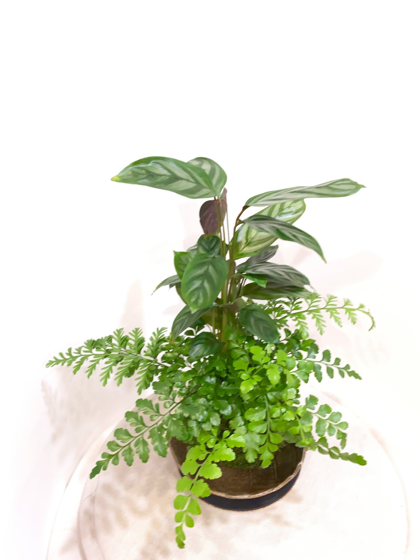 Silver Star Calathea with Fern kokedama -- Bonsai Moss ball -  house decor with Japanese technique plants!