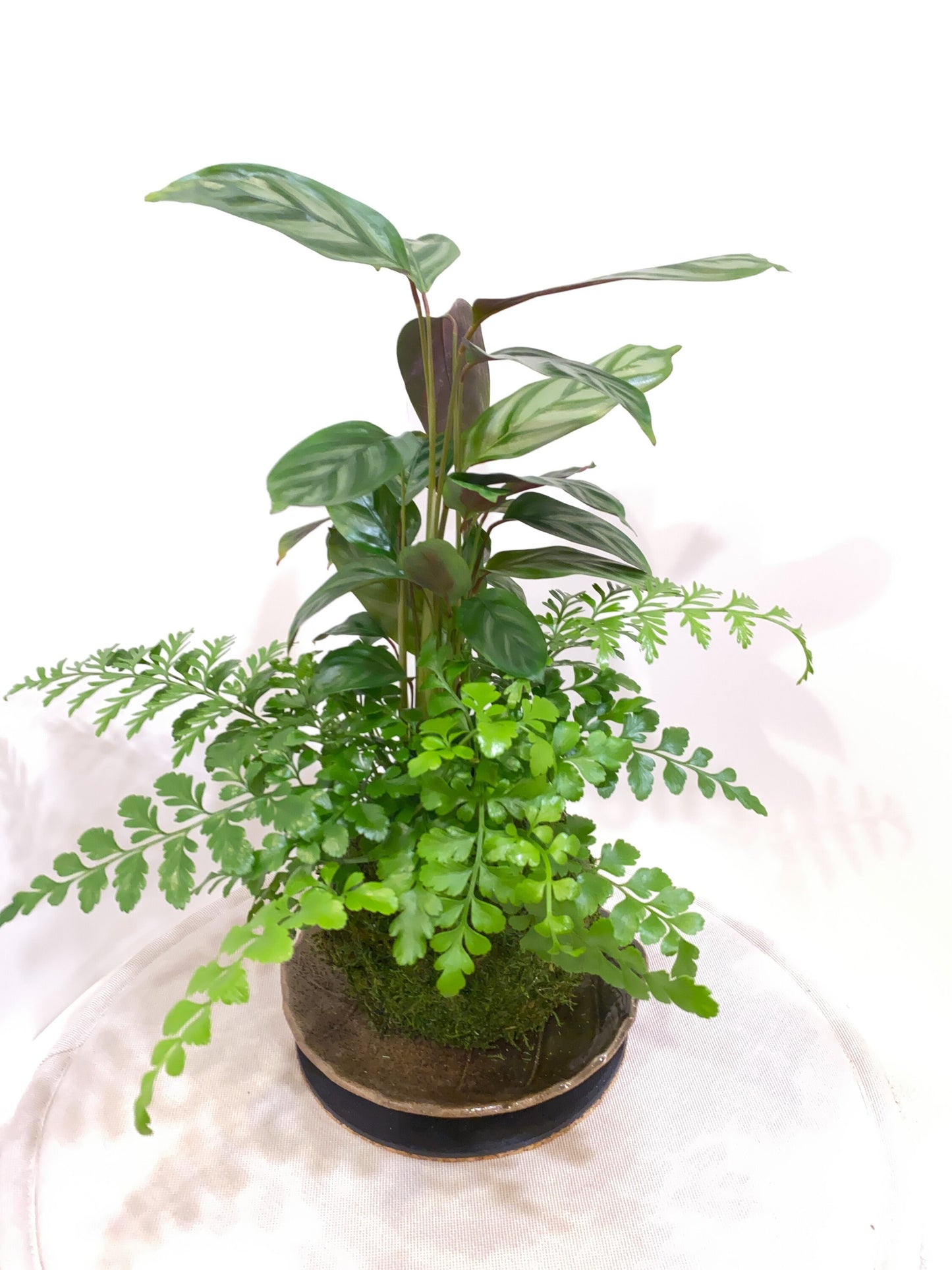 Silver Star Calathea with Fern kokedama -- Bonsai Moss ball -  house decor with Japanese technique plants!