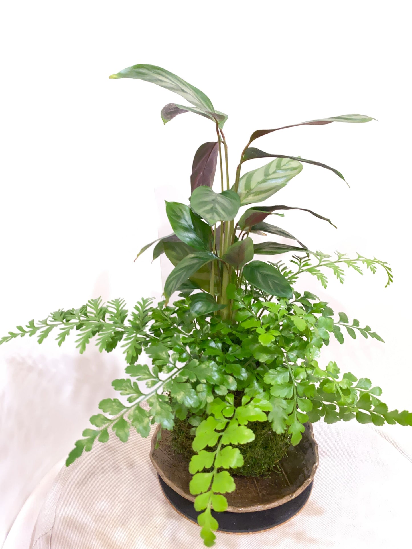 Silver Star Calathea with Fern kokedama -- Bonsai Moss ball -  house decor with Japanese technique plants!
