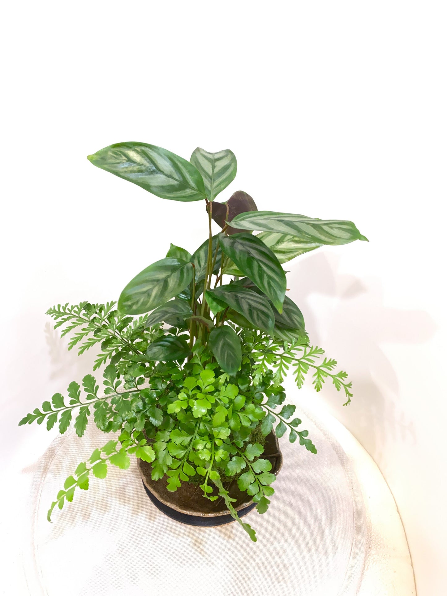Silver Star Calathea with Fern kokedama -- Bonsai Moss ball -  house decor with Japanese technique plants!