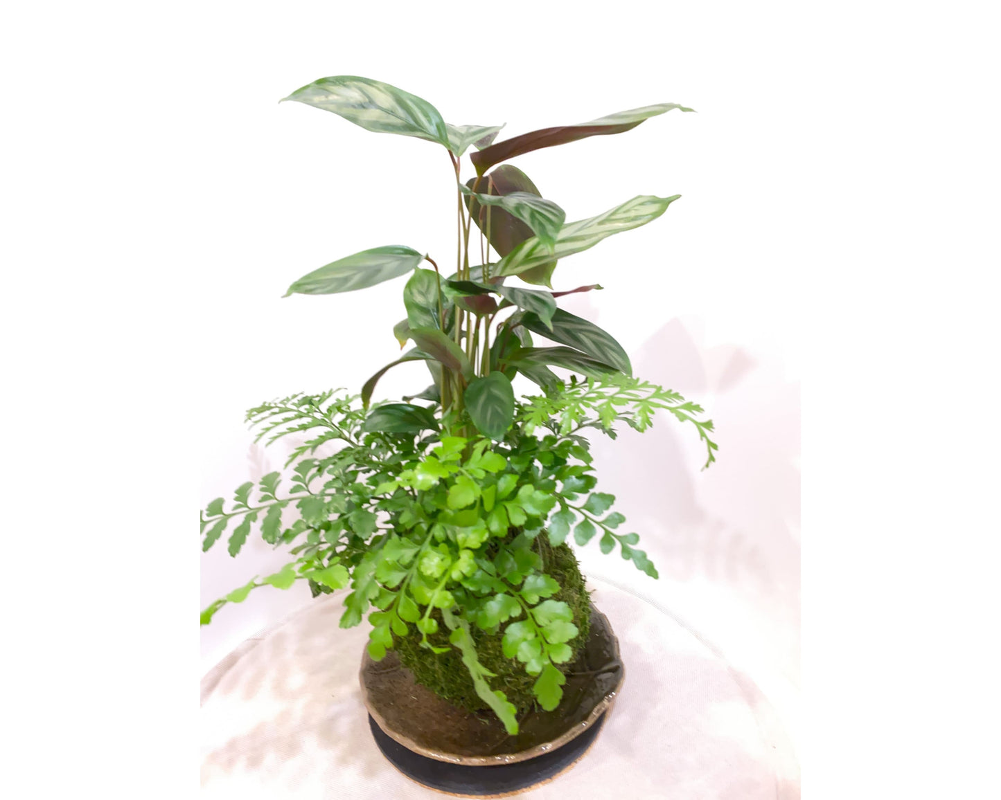 Silver Star Calathea with Fern kokedama -- Bonsai Moss ball -  house decor with Japanese technique plants!