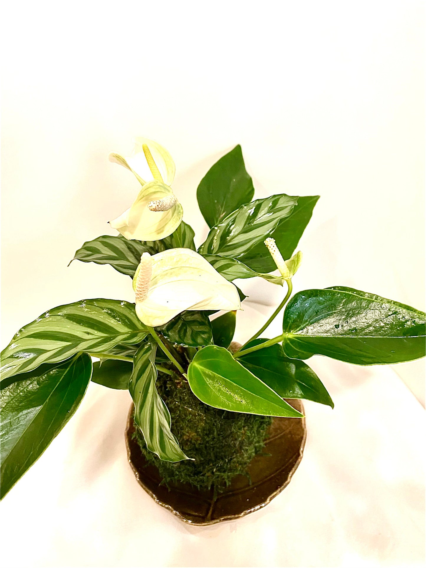 Anthurium and Calathea kokedama -- Bonsai Moss ball - house decor with Japanese technique plants!