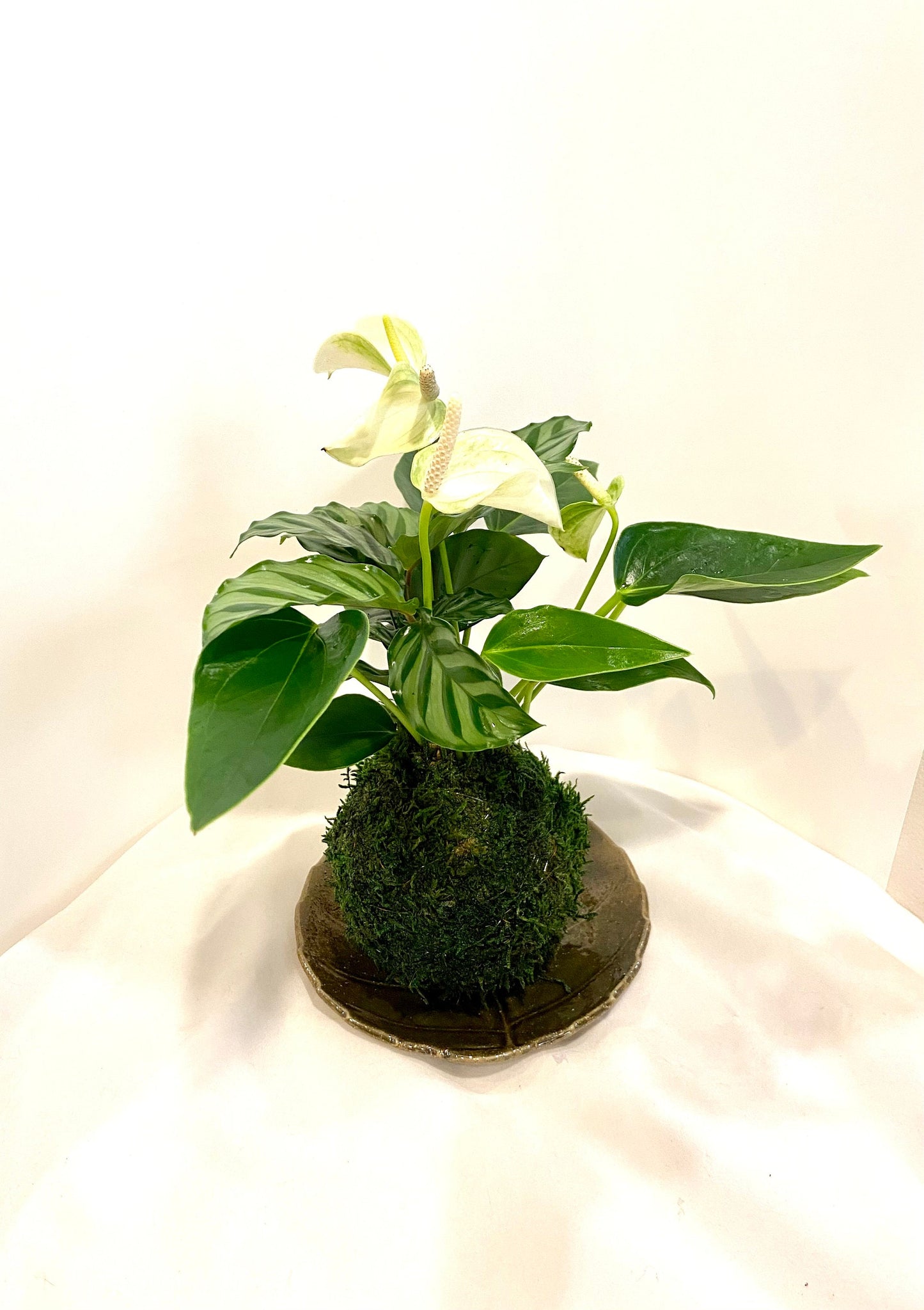 Anthurium and Calathea kokedama -- Bonsai Moss ball - house decor with Japanese technique plants!