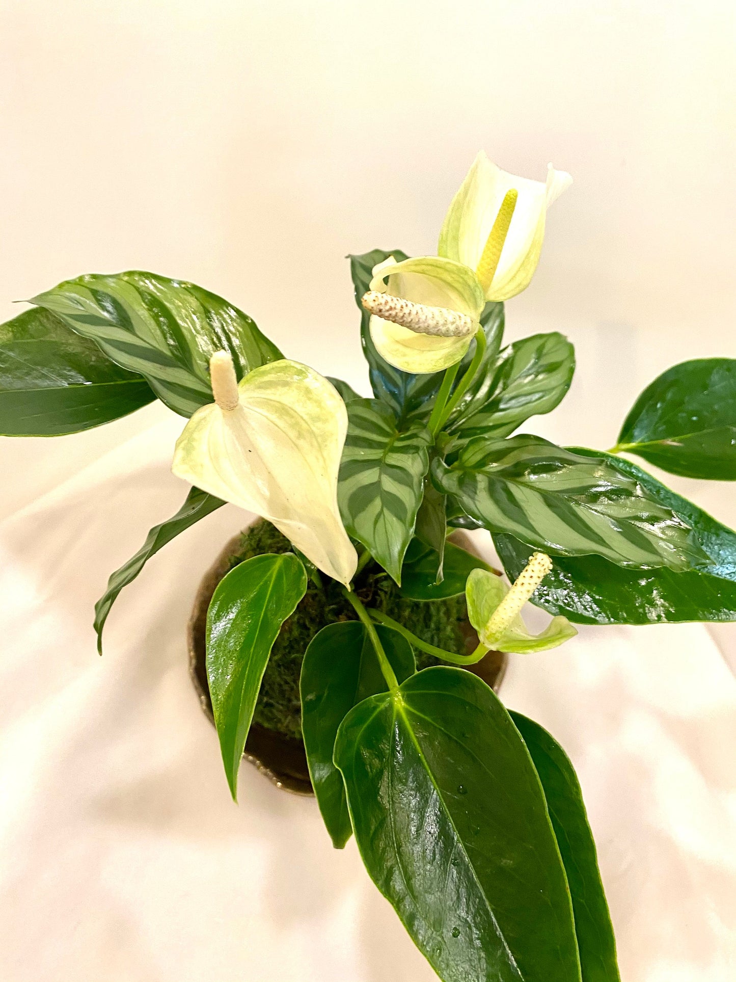 Anthurium and Calathea kokedama -- Bonsai Moss ball - house decor with Japanese technique plants!