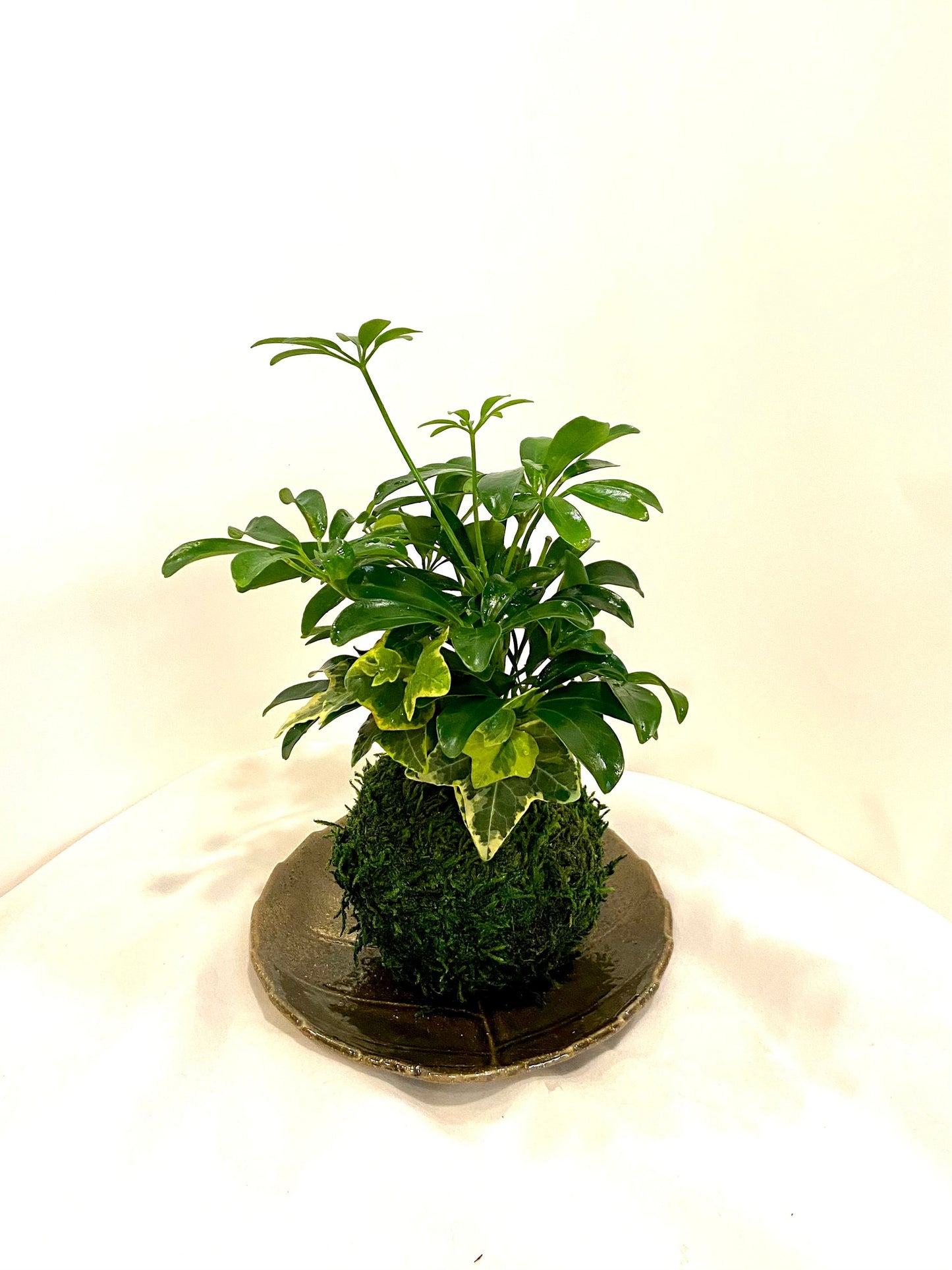 Schefflera and Ivy Kokedama - Moss ball, Japanese Traditional Garden Technique.