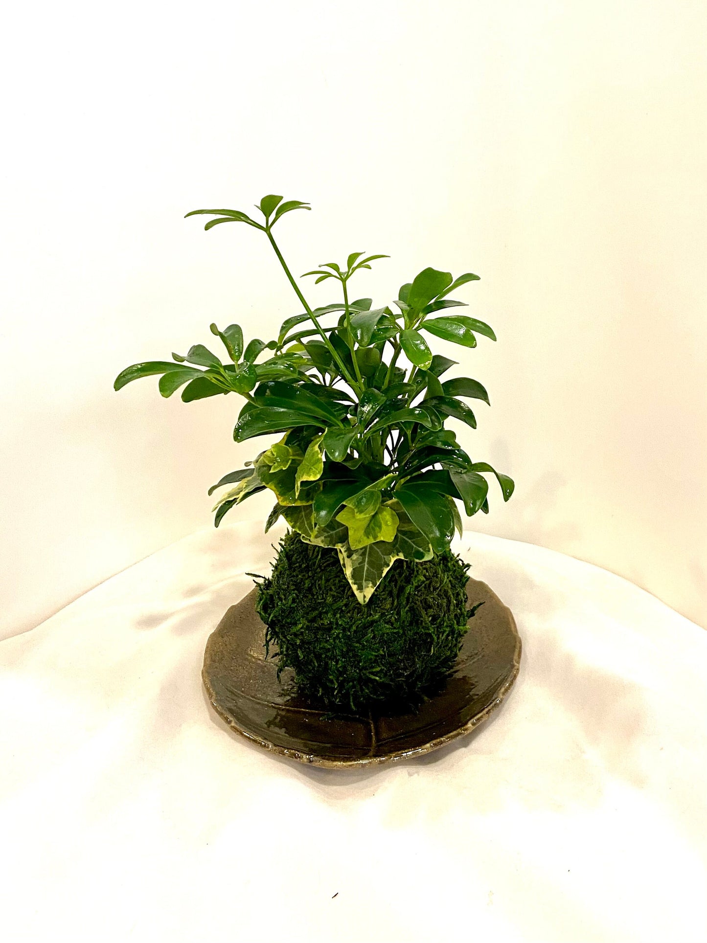 Schefflera and Ivy Kokedama - Moss ball, Japanese Traditional Garden Technique.
