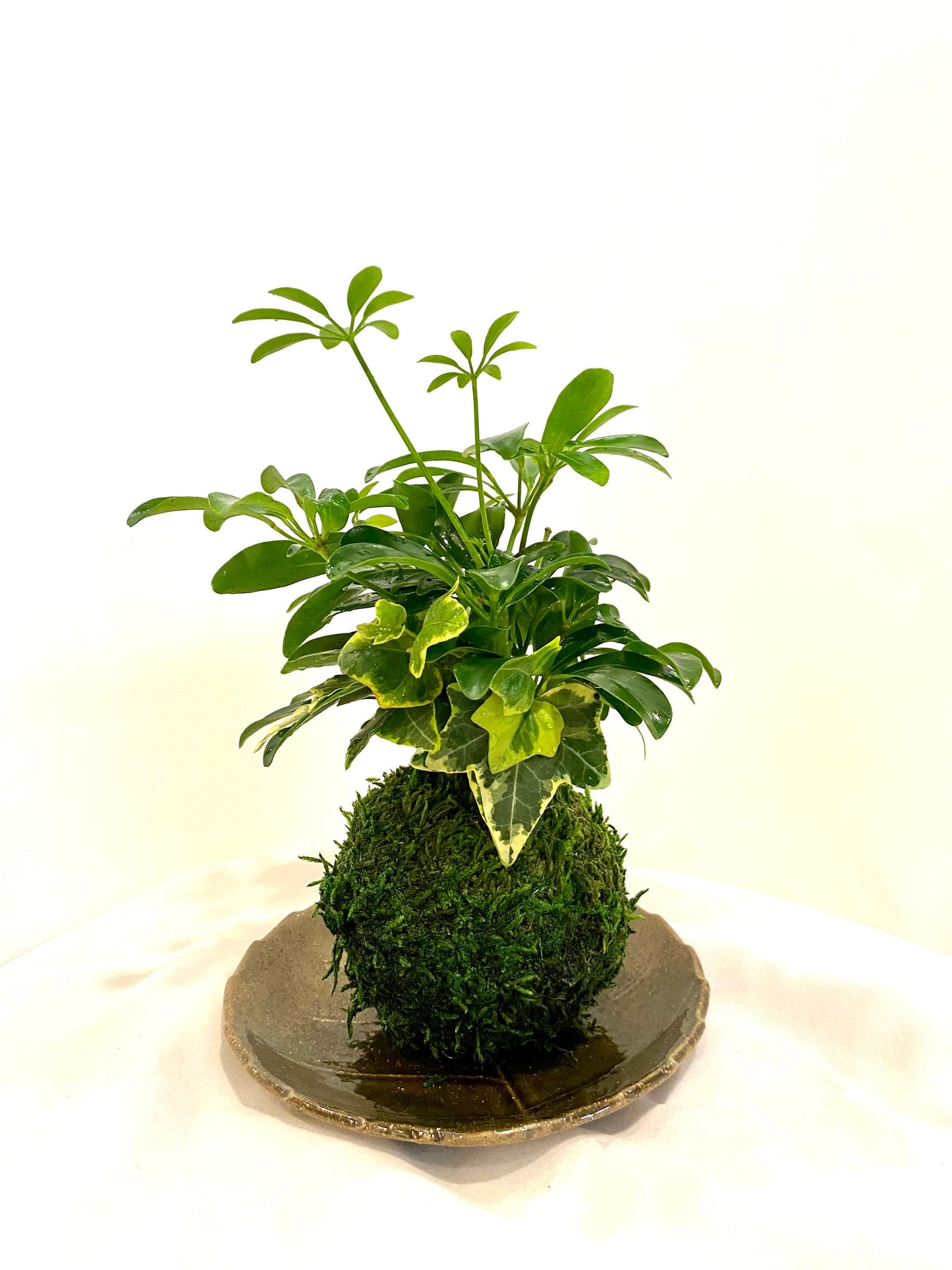 Schefflera and Ivy Kokedama - Moss ball, Japanese Traditional Garden Technique.