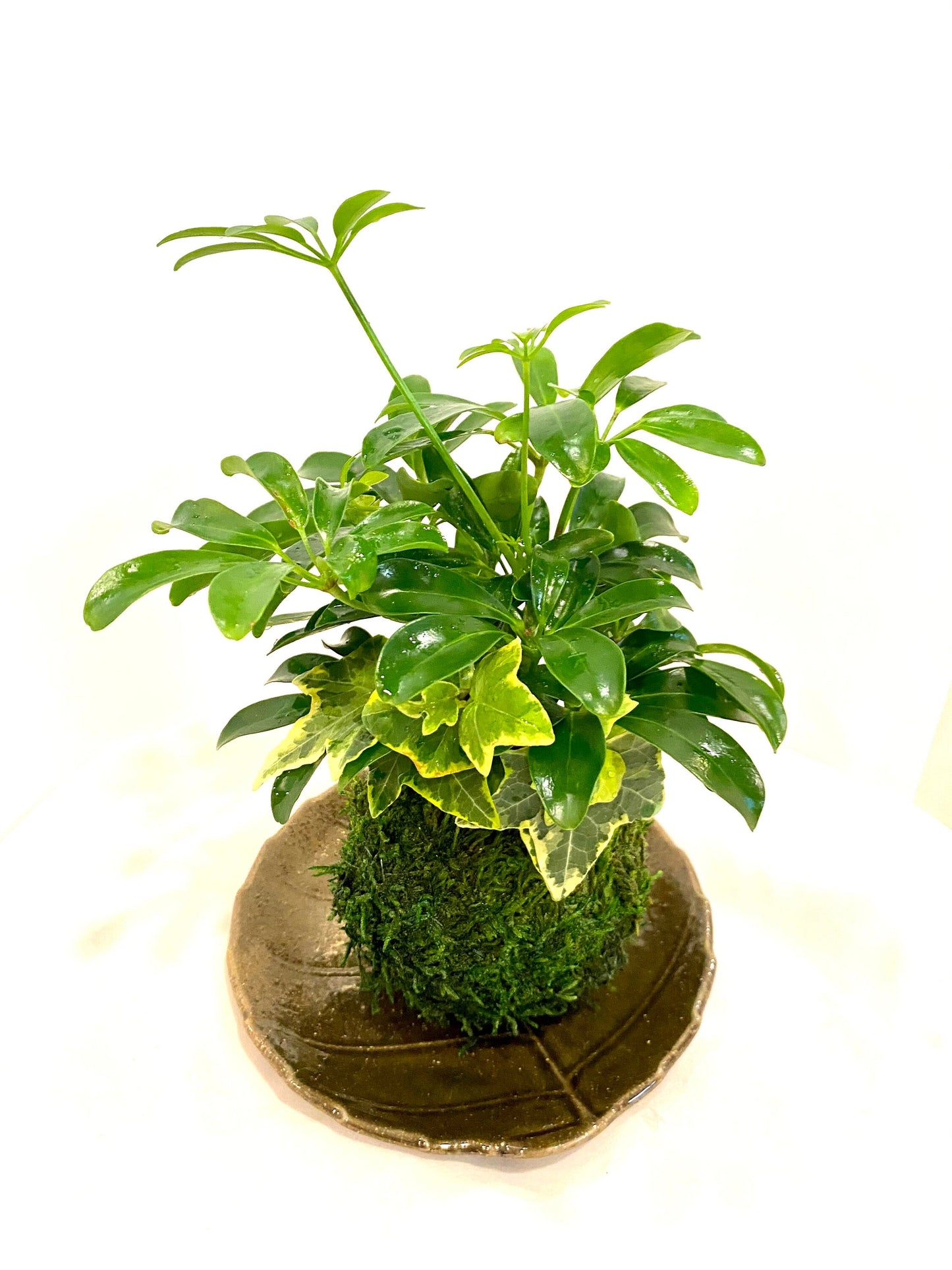 Schefflera and Ivy Kokedama - Moss ball, Japanese Traditional Garden Technique.