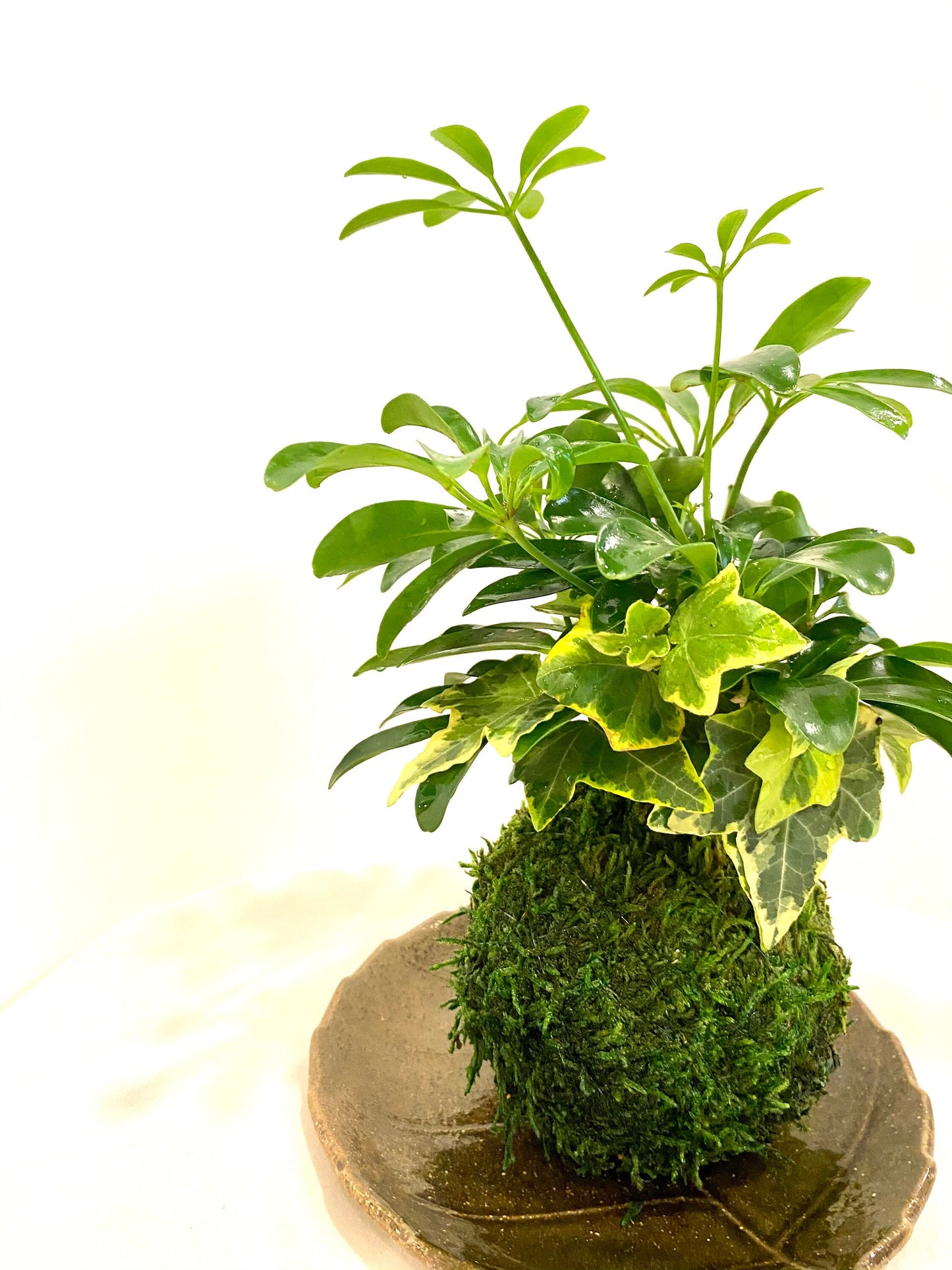 Schefflera and Ivy Kokedama - Moss ball, Japanese Traditional Garden Technique.