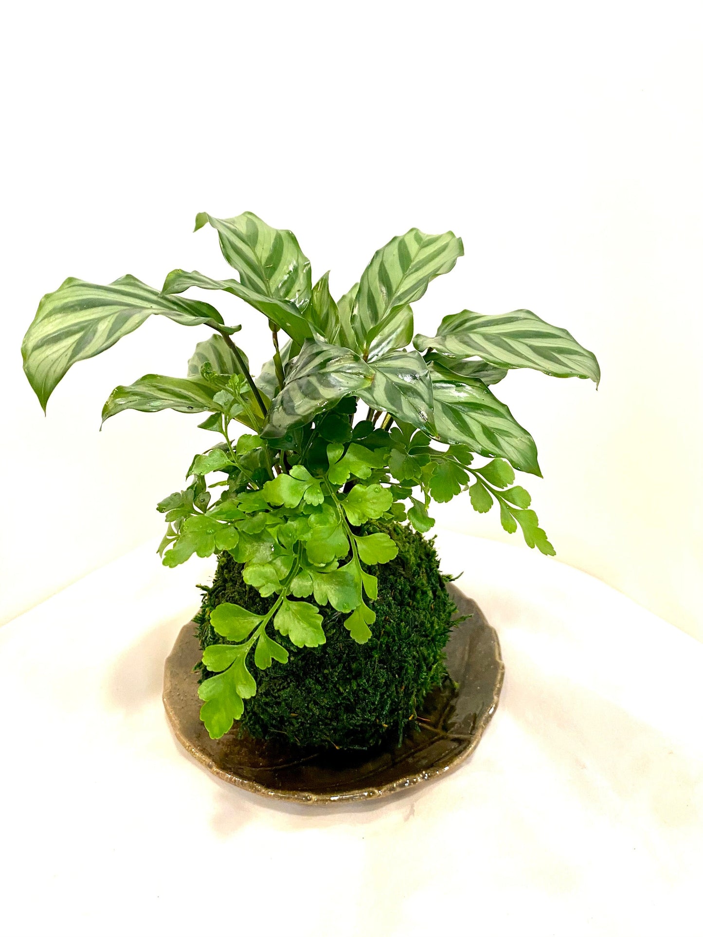 Calathea and Austral Gem Fern Combo Kokedama - Bonsai Moss ball - Japanese house plant decoration